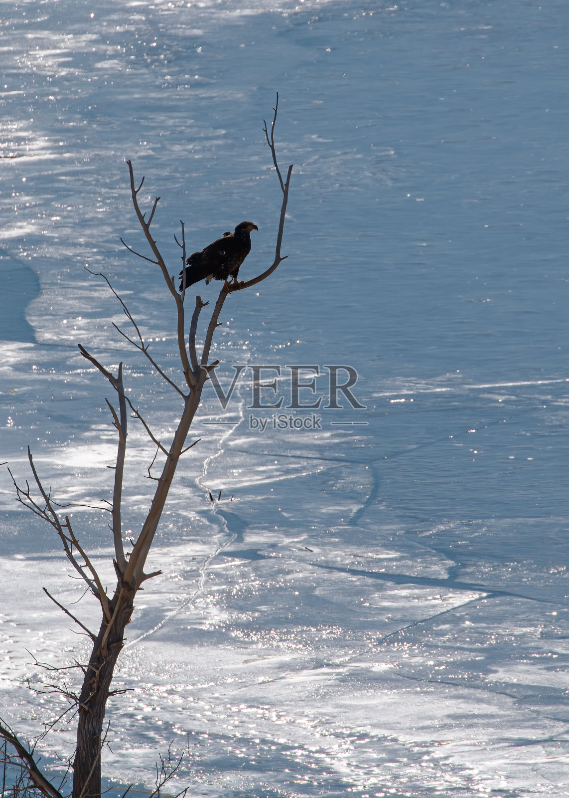白头鹰在冬季的景观照片摄影图片