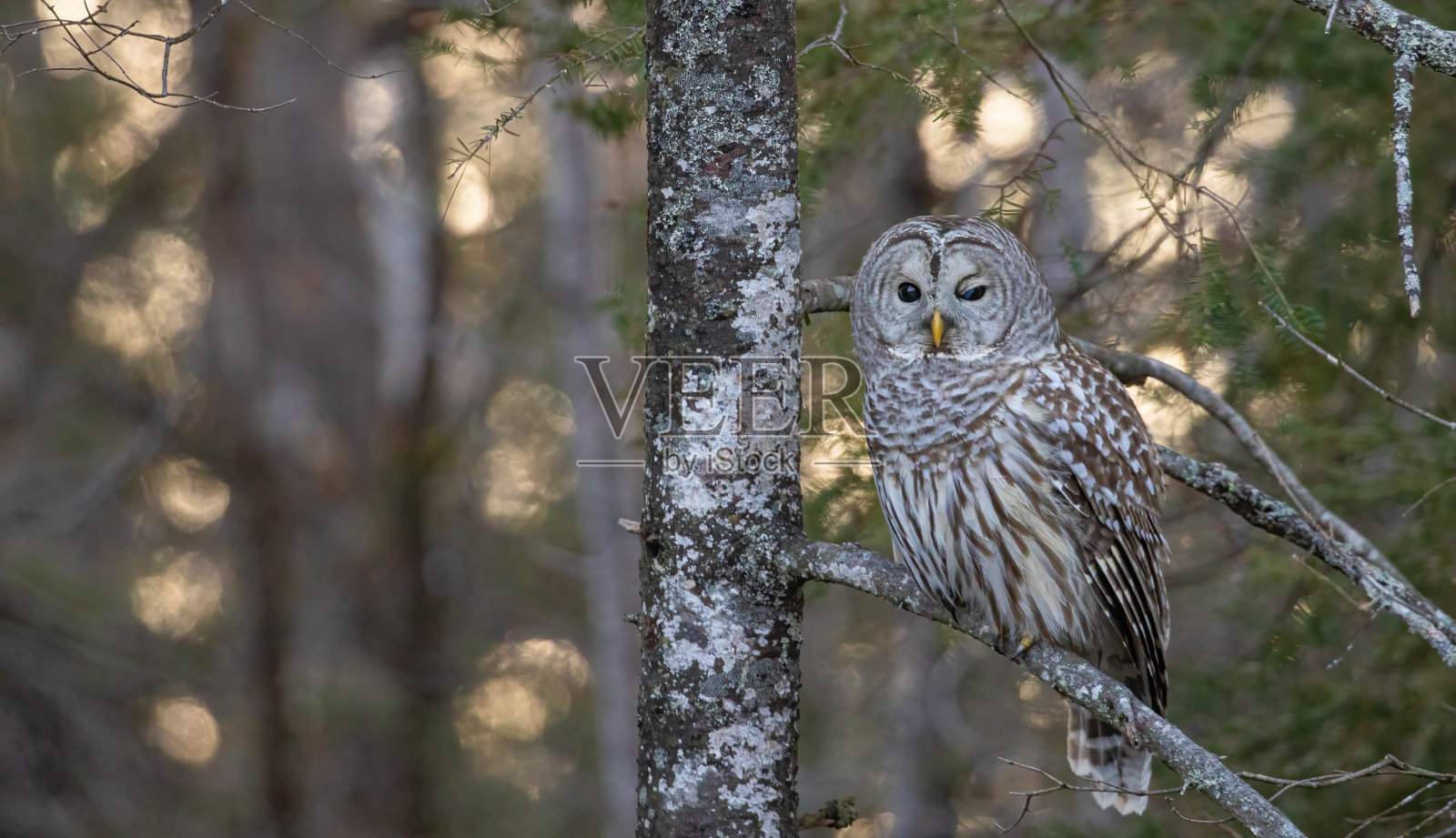 条纹猫头鹰在森林中狩猎照片摄影图片
