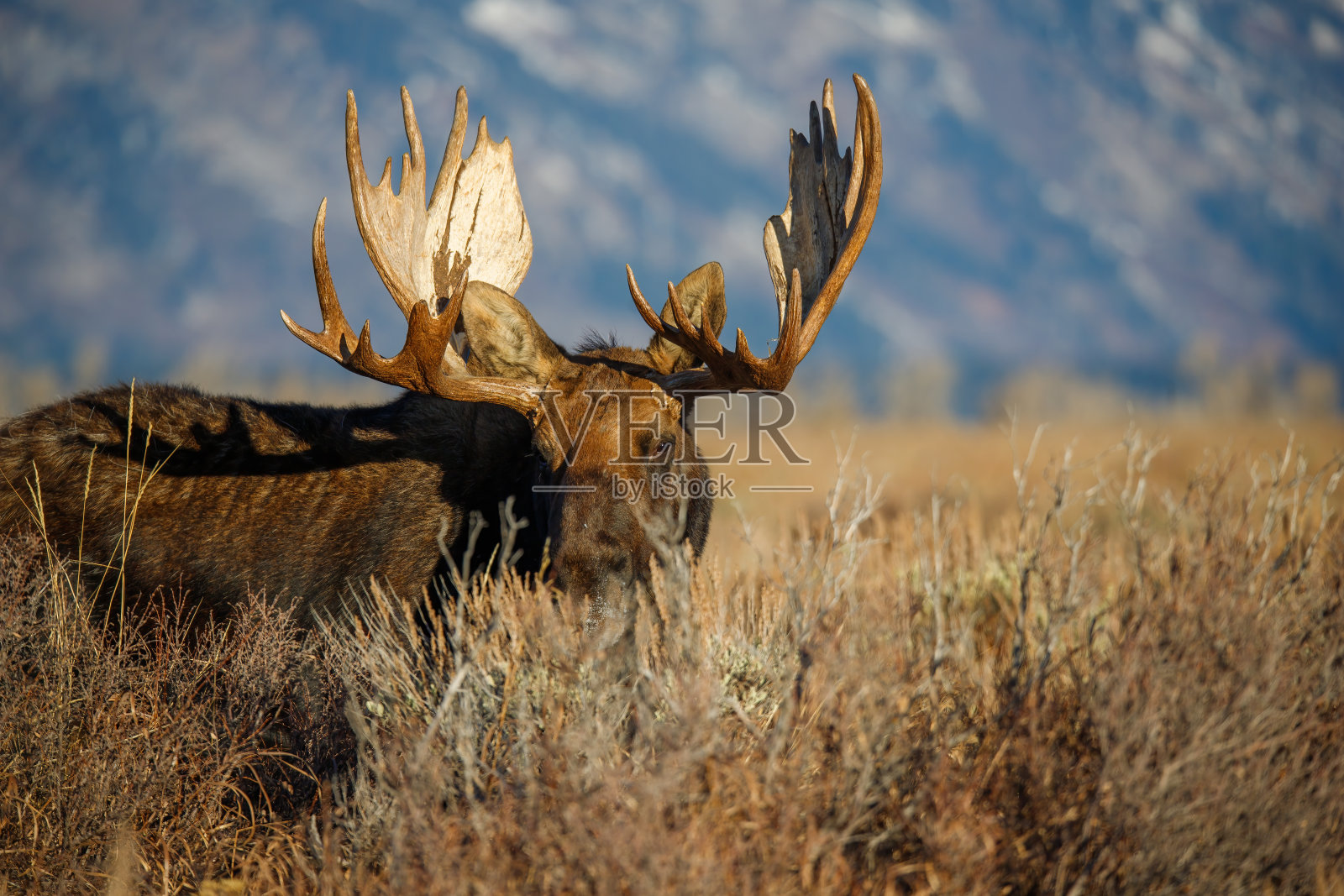 在提顿的田野里的公麋照片摄影图片