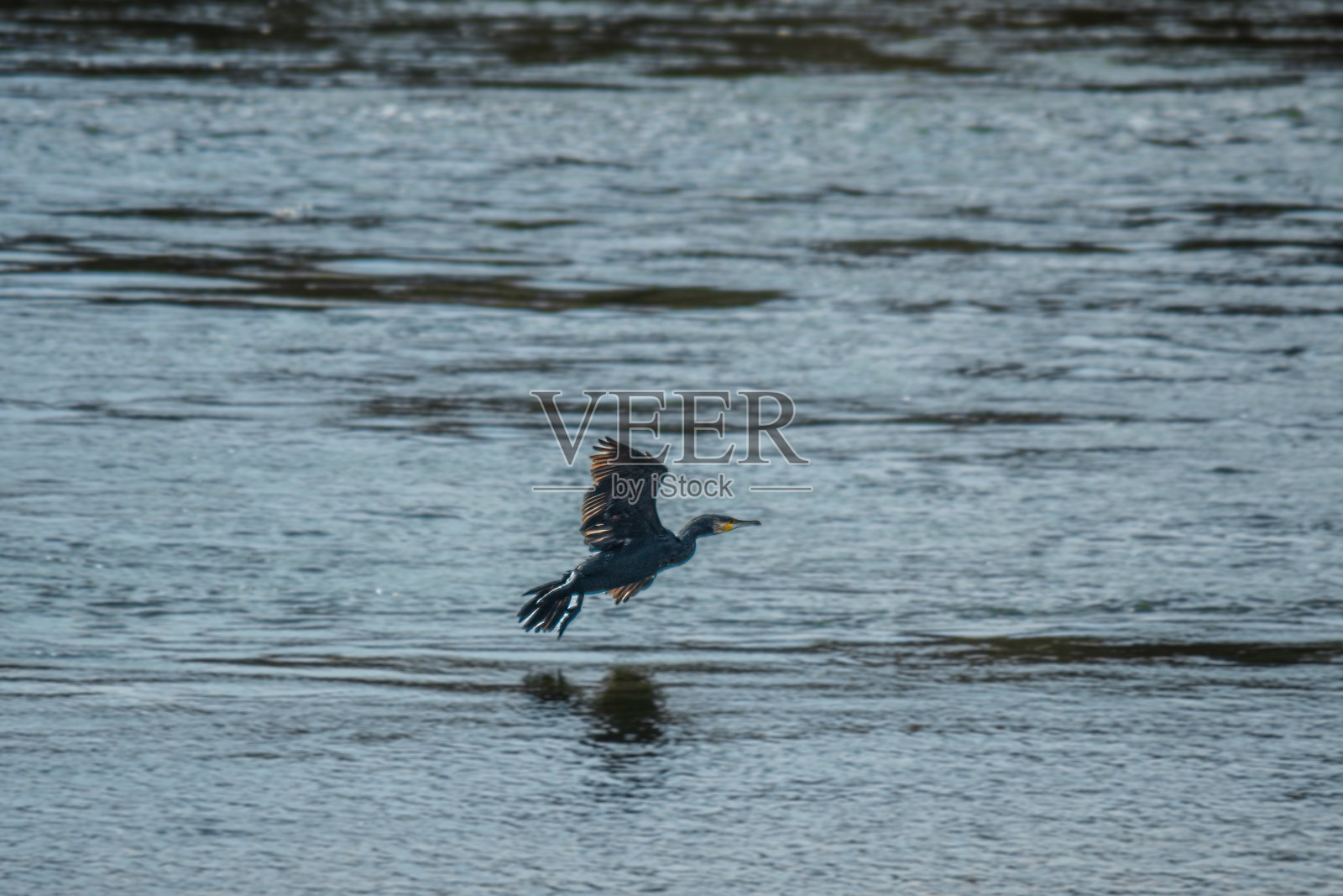 鸬鹚规划照片摄影图片