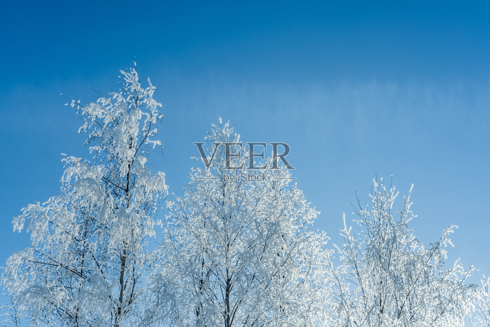 在蓝天的映衬下，白雪覆盖着树木。照片摄影图片