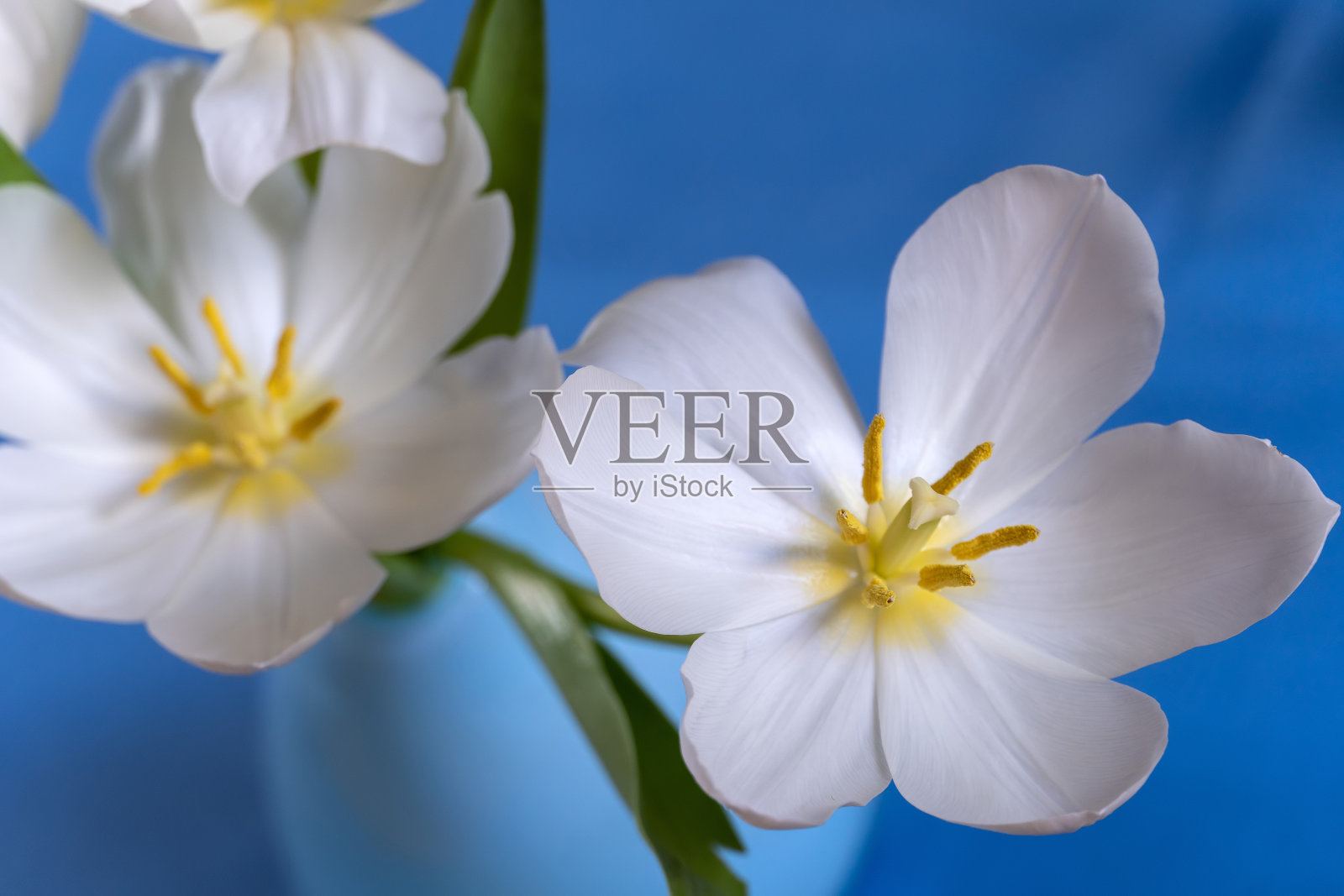 白色郁金香花照片摄影图片