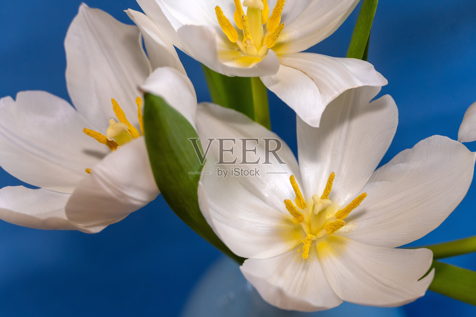 白色郁金香花照片摄影图片