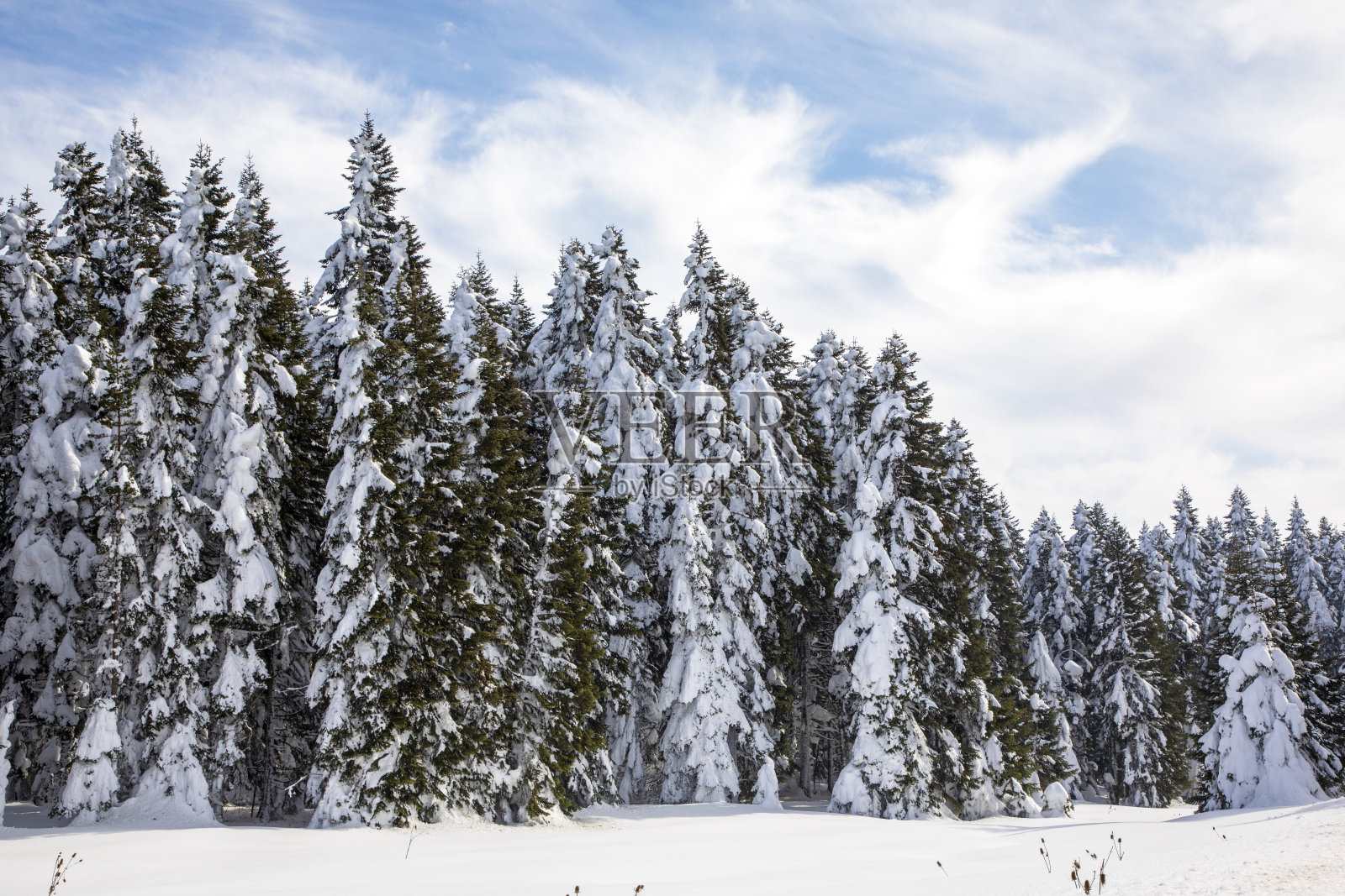 冬天，冰冻的树木和雾蒙蒙的景观在森林里，博卢-土耳其照片摄影图片
