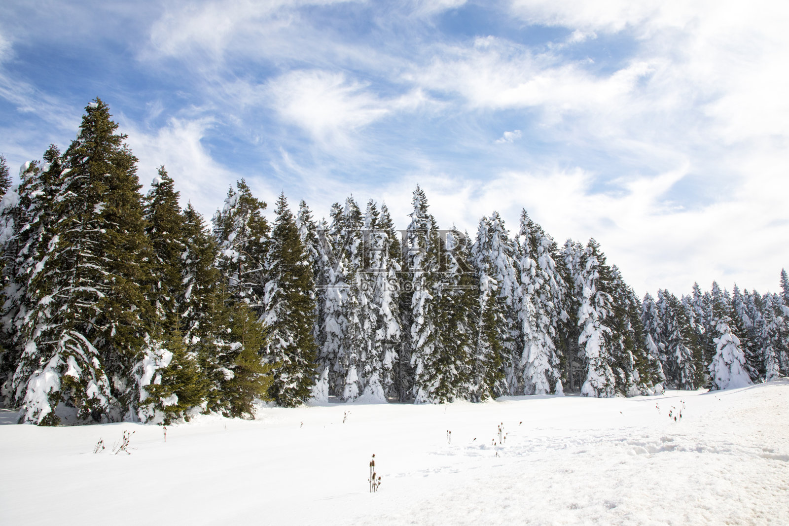 冬天，冰冻的树木和雾蒙蒙的景观在森林里，博卢-土耳其照片摄影图片