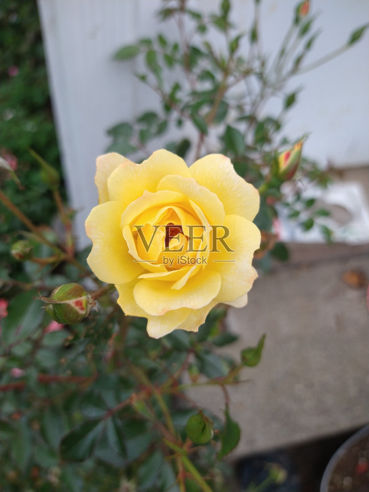 黄色的玫瑰花园照片摄影图片