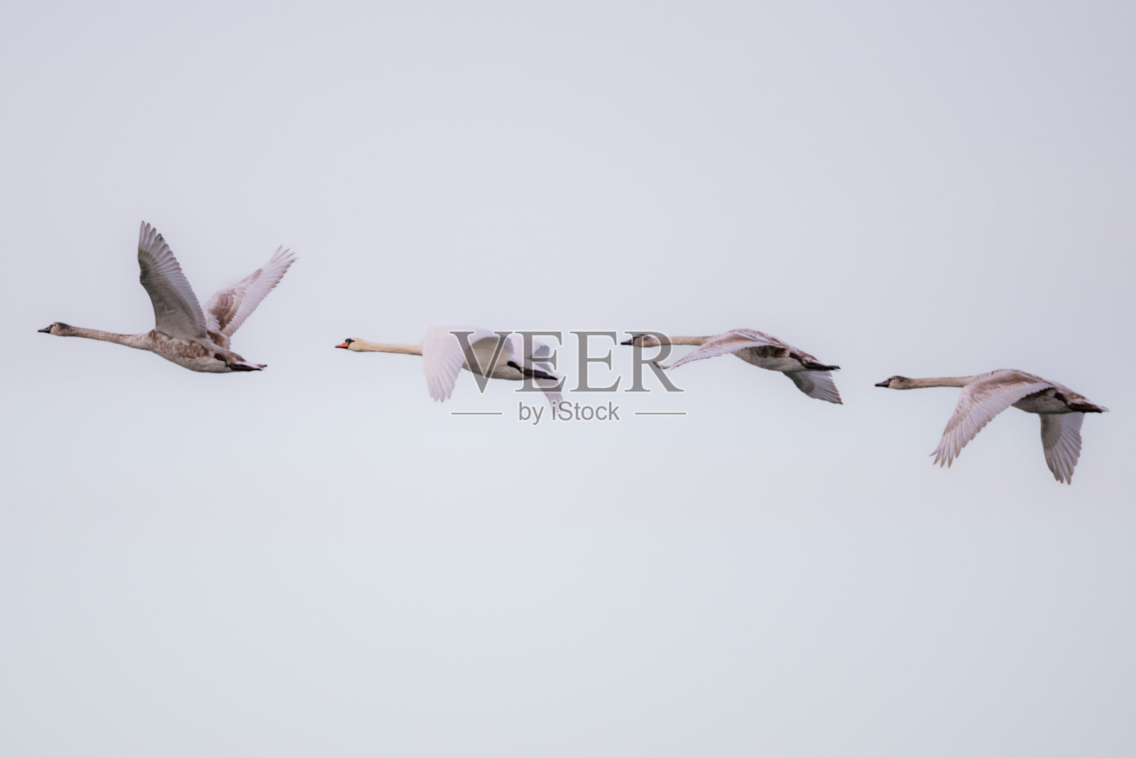 一群飞翔的天鹅。一群最大的飞鸟。冬季过后，春季主要返航鸟。照片摄影图片