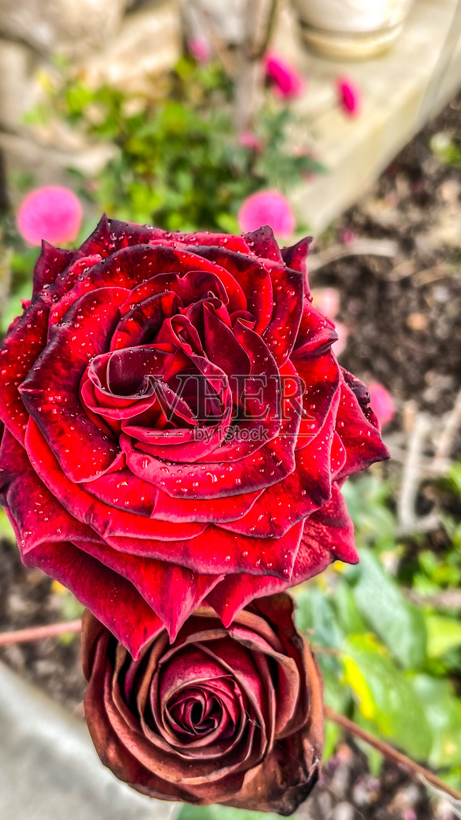 小雨打在玫瑰照片摄影图片