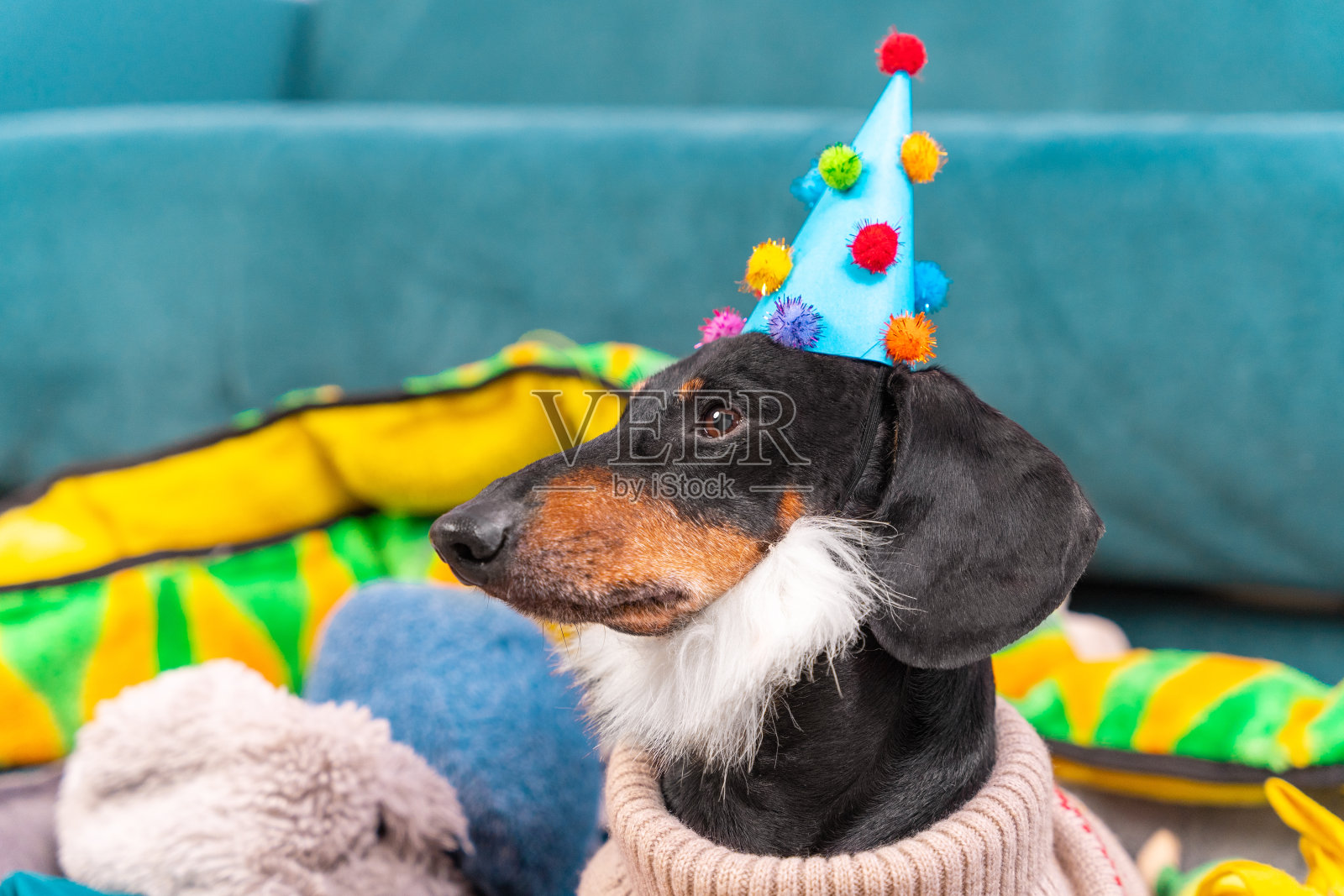 可爱的成年腊肠犬的肖像，穿着暖和的针织毛衣，戴着假胡子，戴着装饰着小绒球的节日帽子，它正坐在毛绒玩具中间庆祝生日，侧视图。照片摄影图片