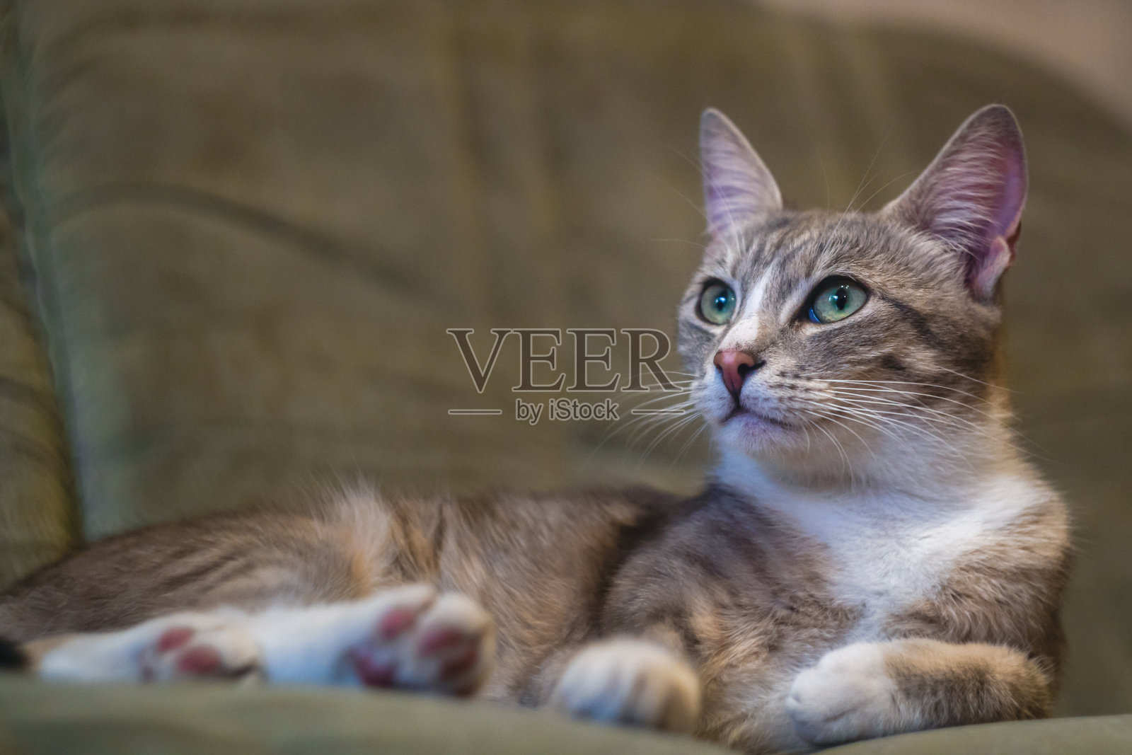 家里沙发上优雅的猫照片摄影图片