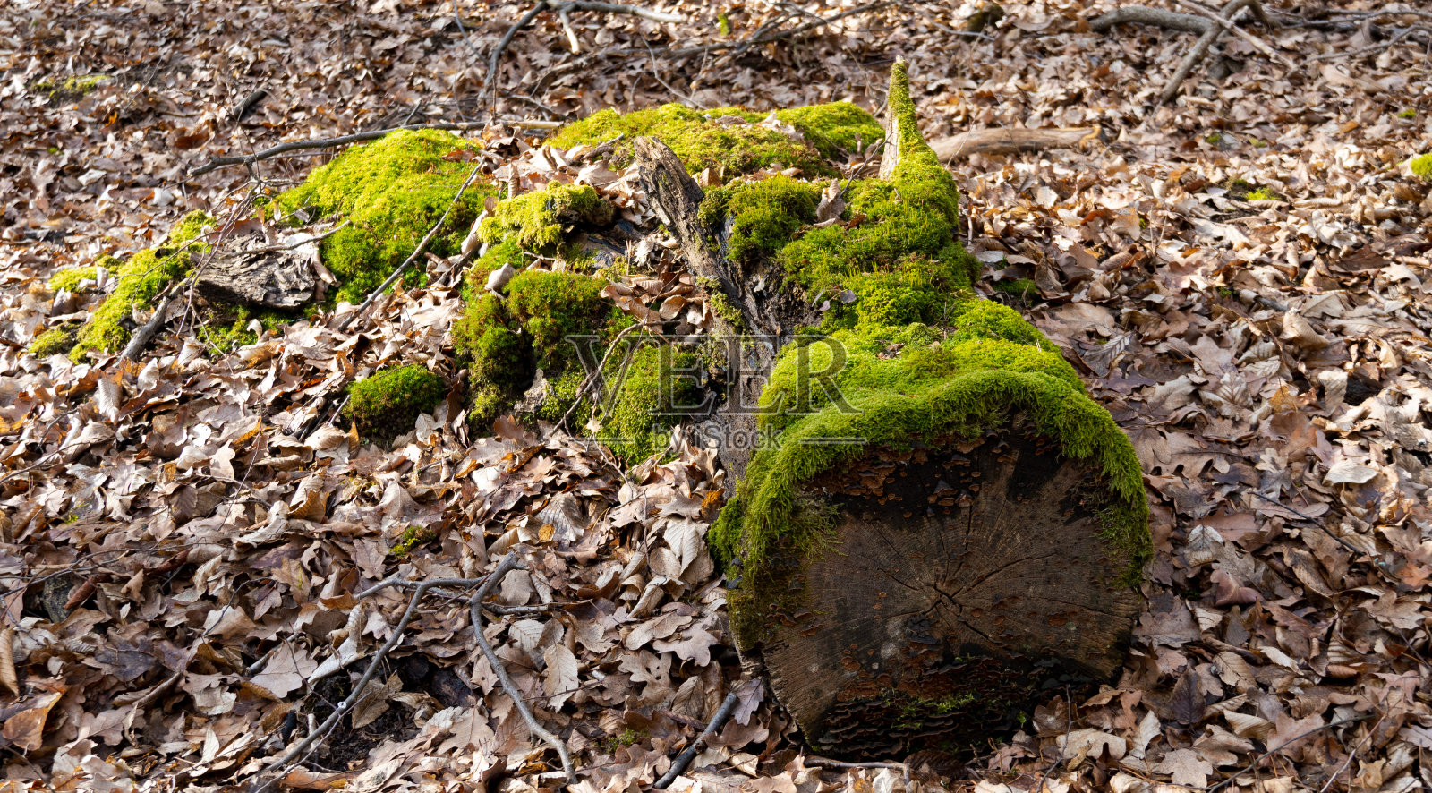莫斯“海波”照片摄影图片