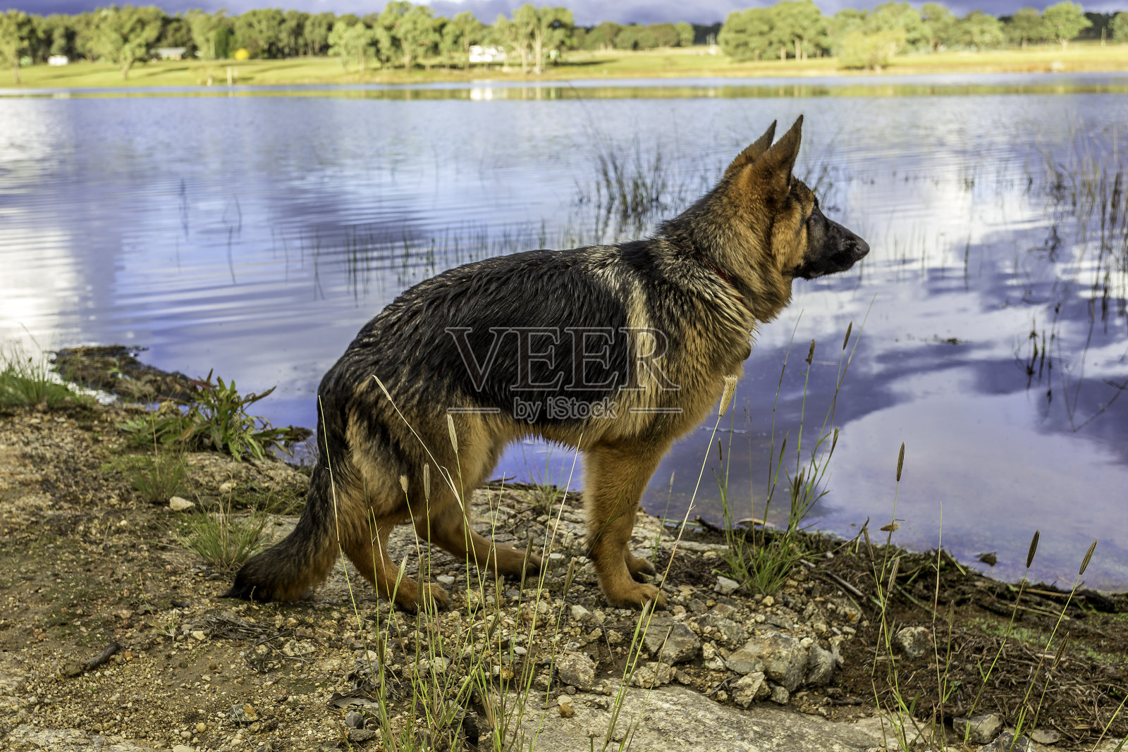 德国牧羊犬幼犬(4个月)照片摄影图片