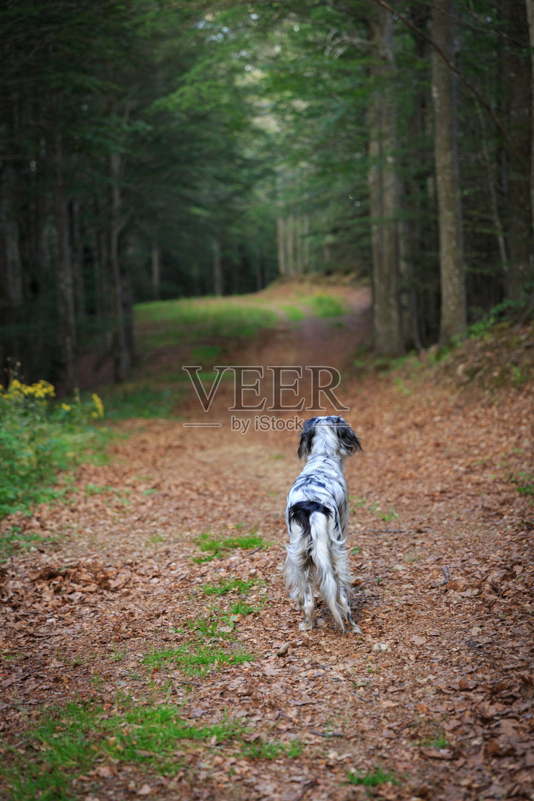 英国塞特犬在野外自由活动，高山森林托斯卡纳照片摄影图片