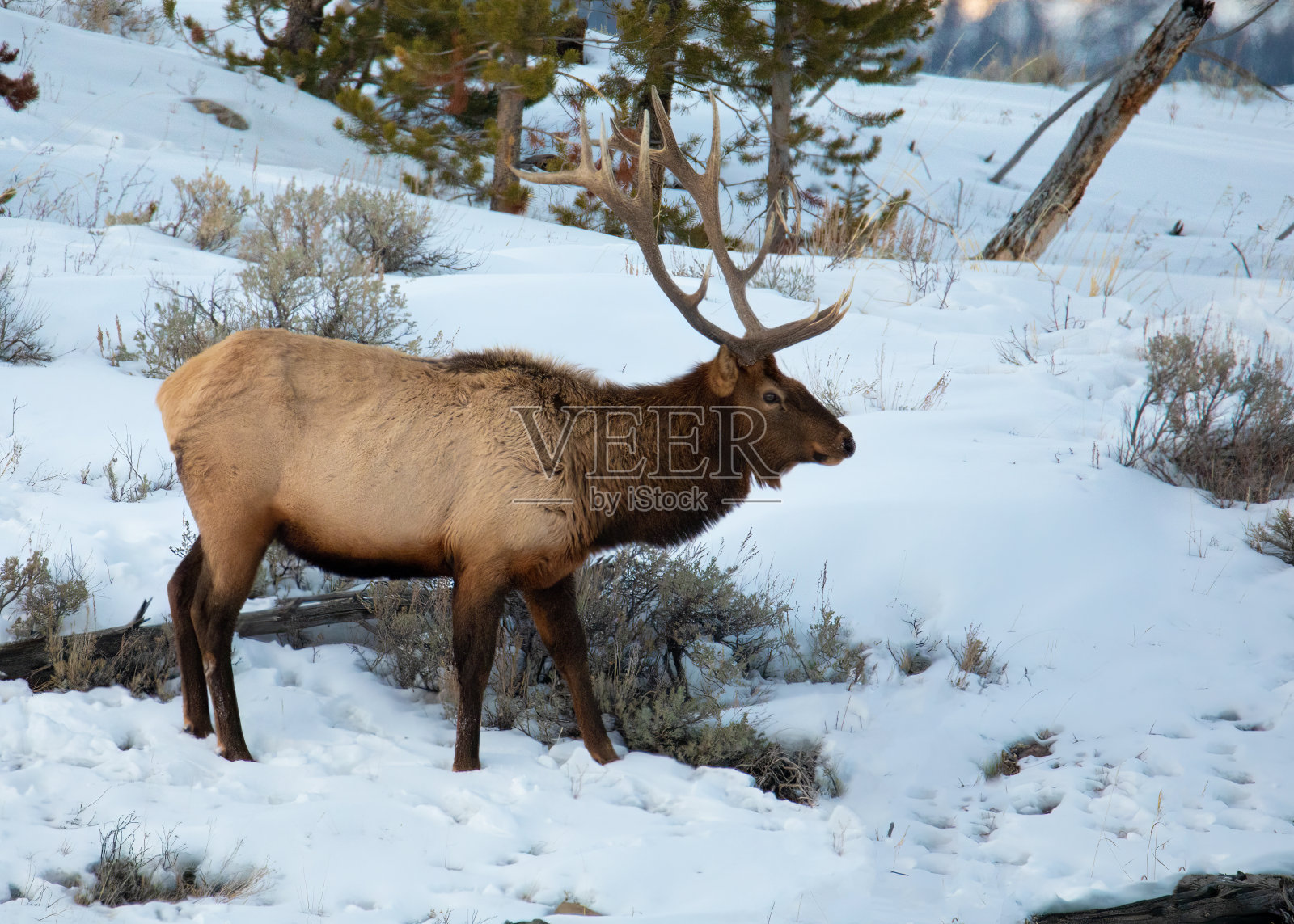 雪地里的麋鹿照片摄影图片