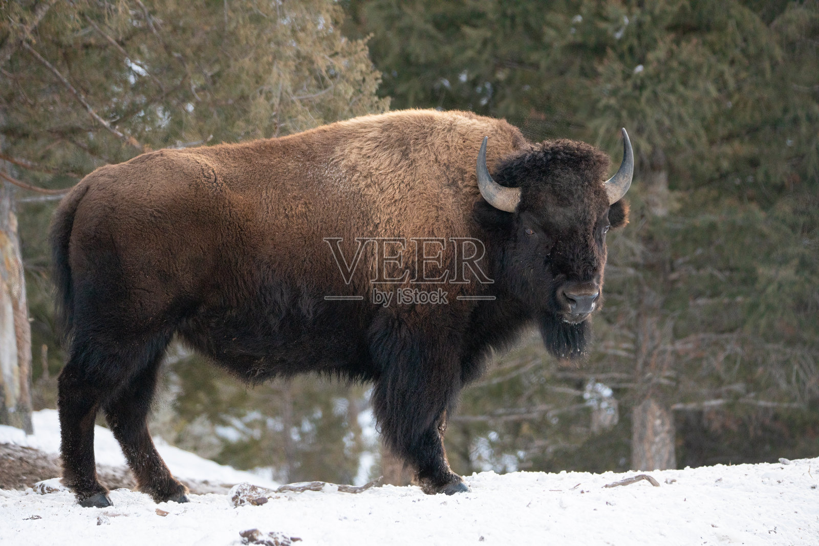 一头野牛的侧面照片摄影图片