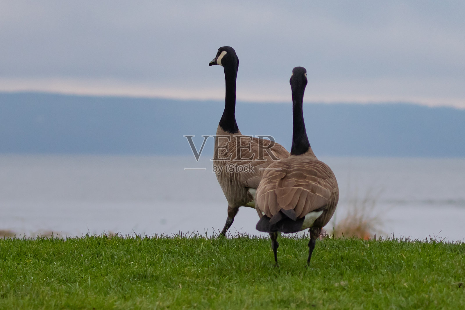 一对加拿大鹅漫步穿过公园照片摄影图片