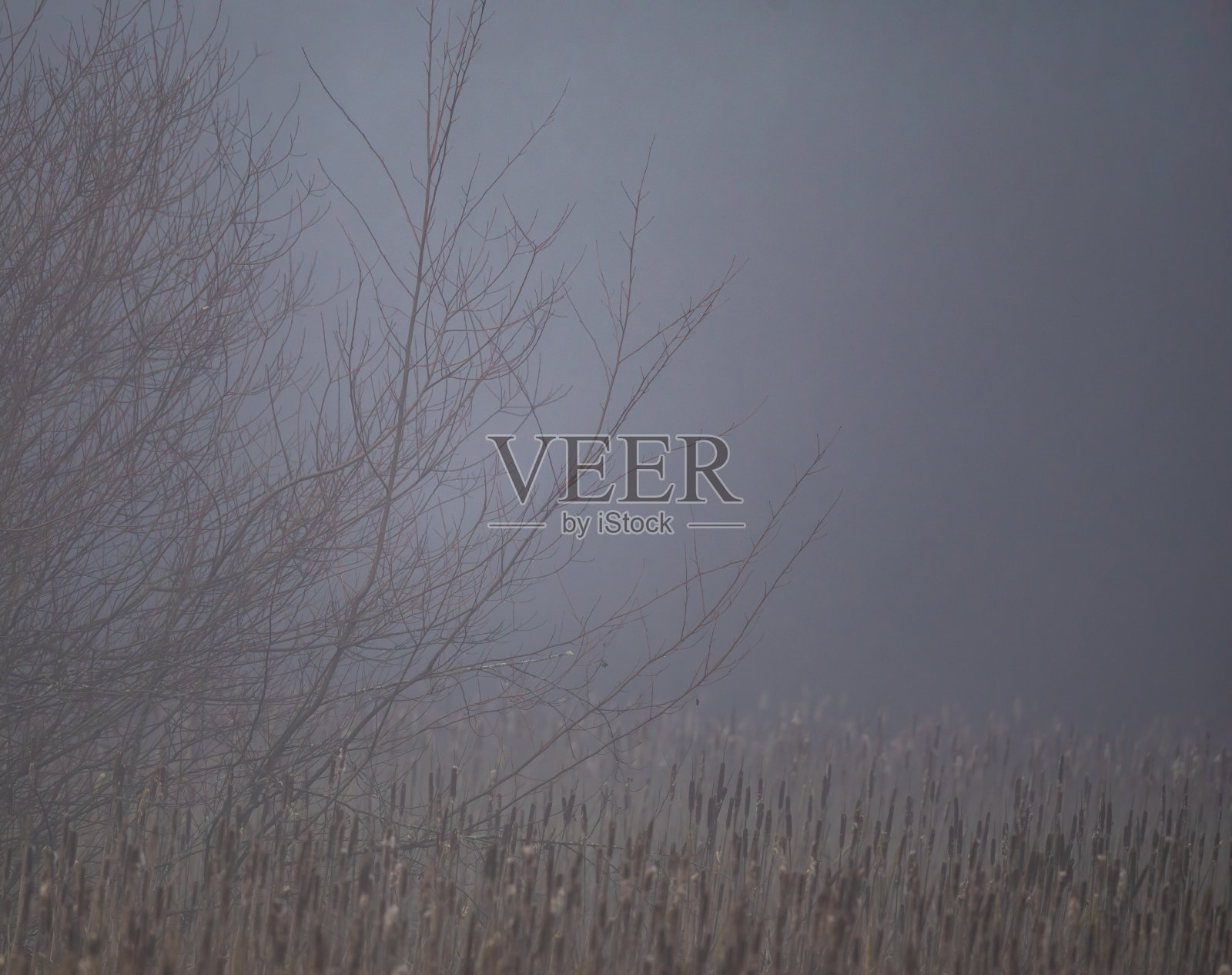 冬天，雾蒙蒙的林地沼泽照片摄影图片