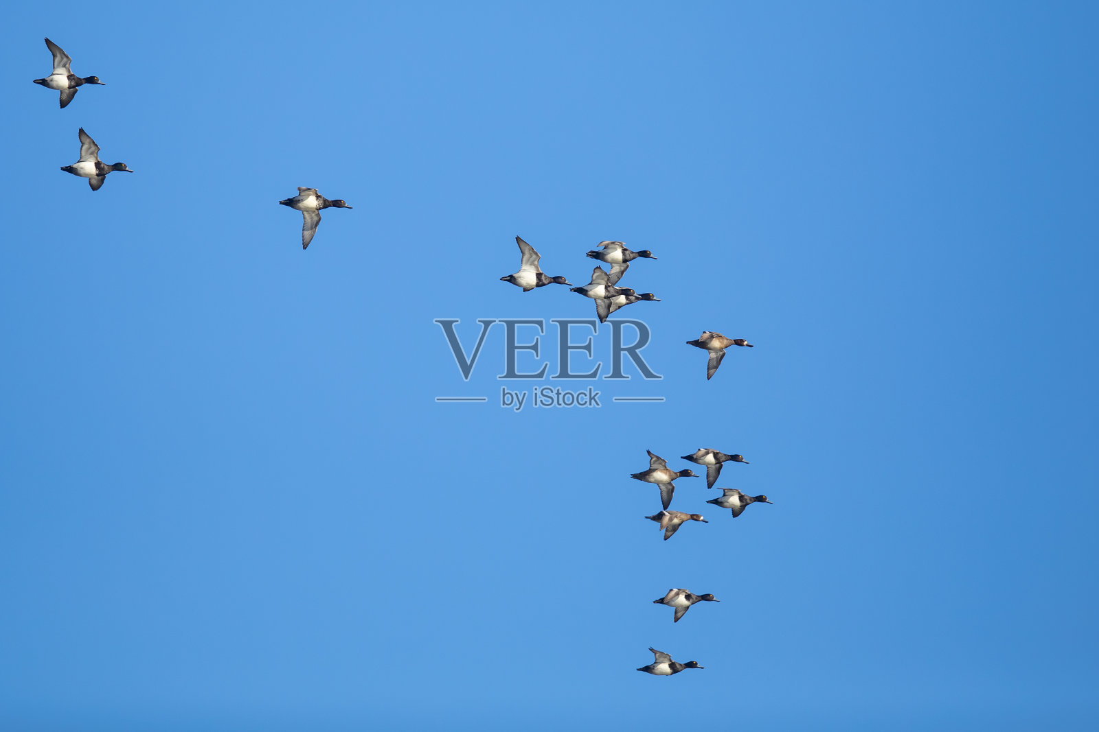 冬天，蓝鸟上的一群鸭照片摄影图片