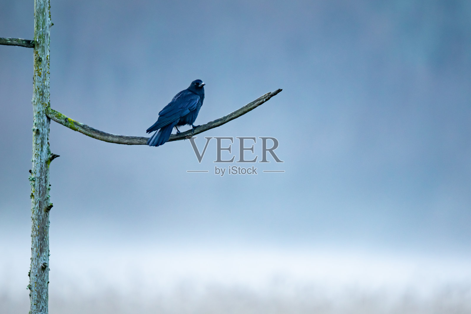 美国乌鸦调查埃德蒙兹沼泽照片摄影图片