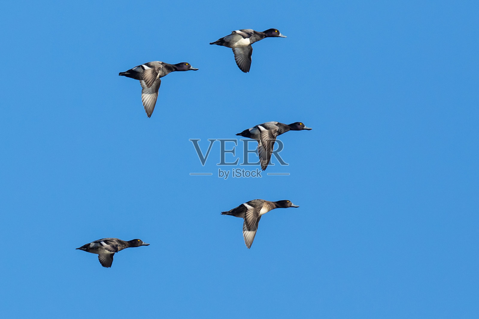 冬天，蓝鸟上的一群鸭照片摄影图片