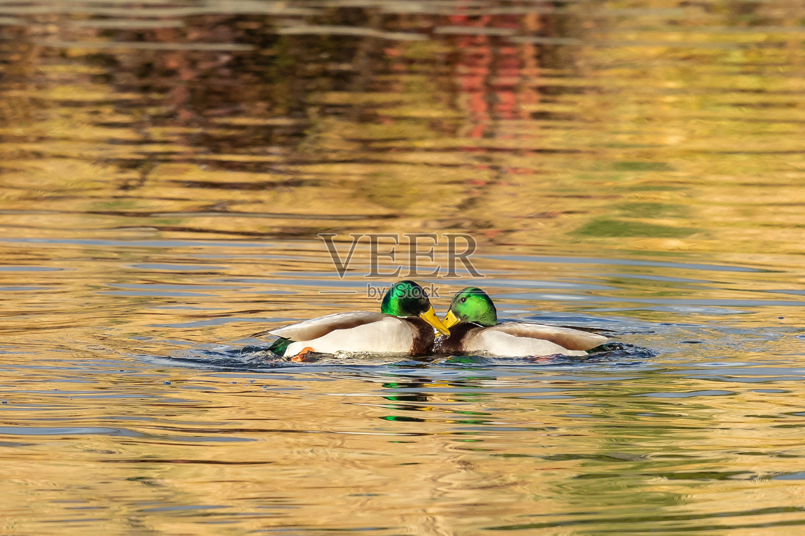 春天，两只野鸭面对面照片摄影图片