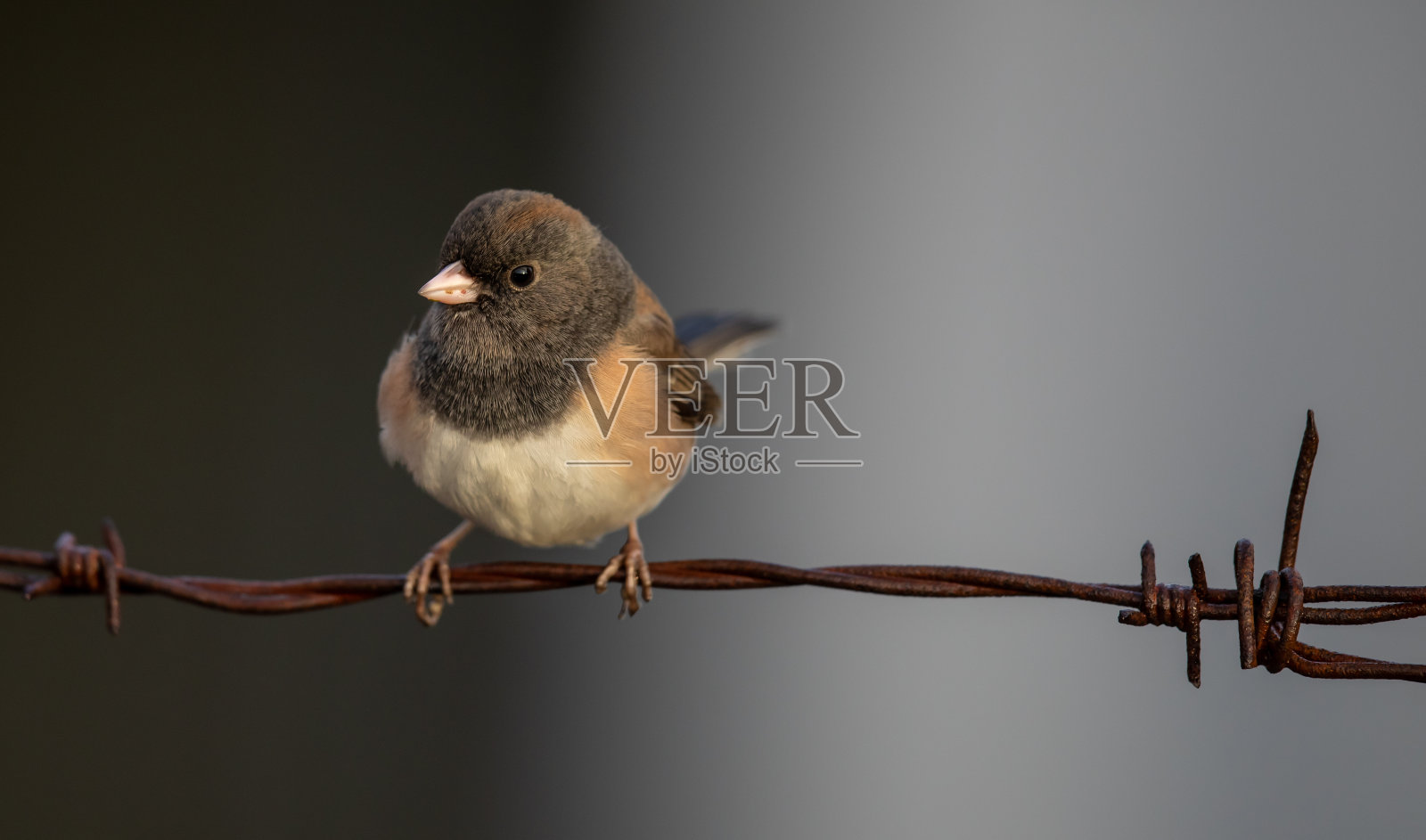 勇敢的黑眼睛Junco站在铁丝网上照片摄影图片