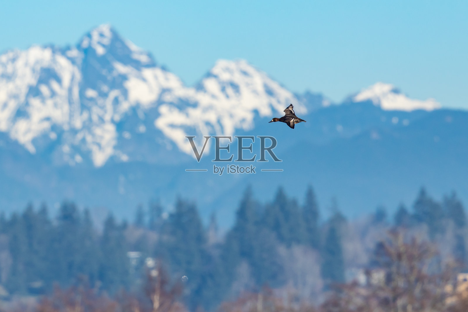 喀斯喀特峰前的鸭头照片摄影图片