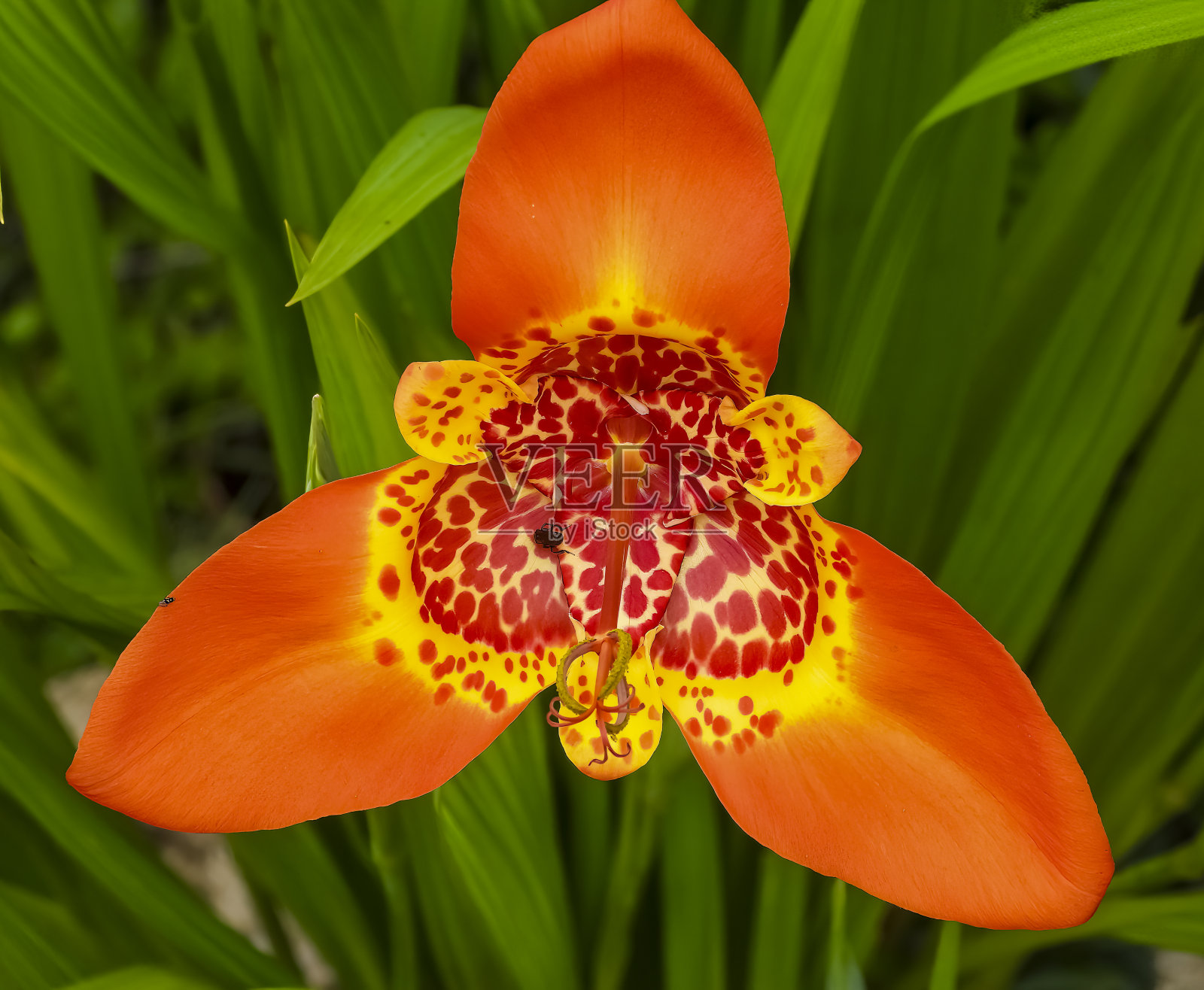 墨西哥贝壳花或老虎花照片摄影图片