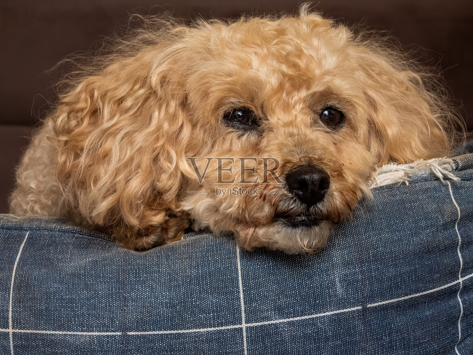 蓝色床上的金色玩具贵宾犬照片摄影图片