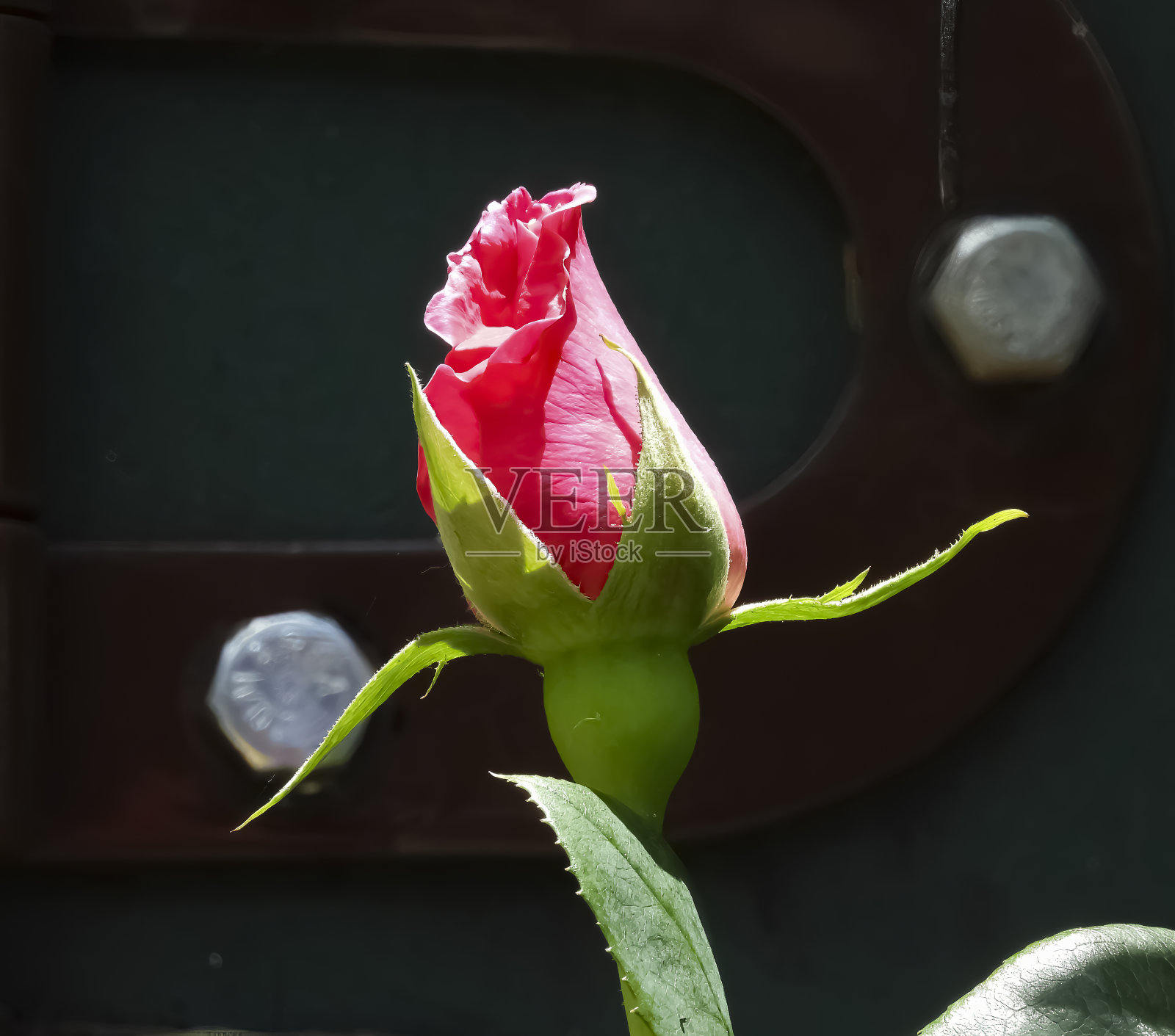 玫瑰花蕾照片摄影图片