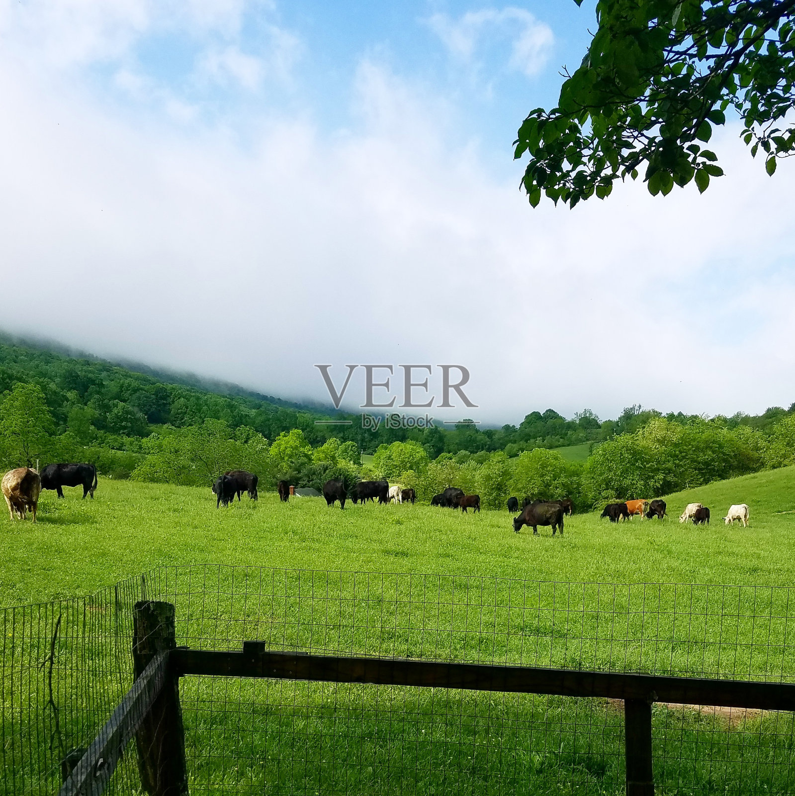 在弗吉尼亚州蓝岭山脉吃草的奶牛照片摄影图片