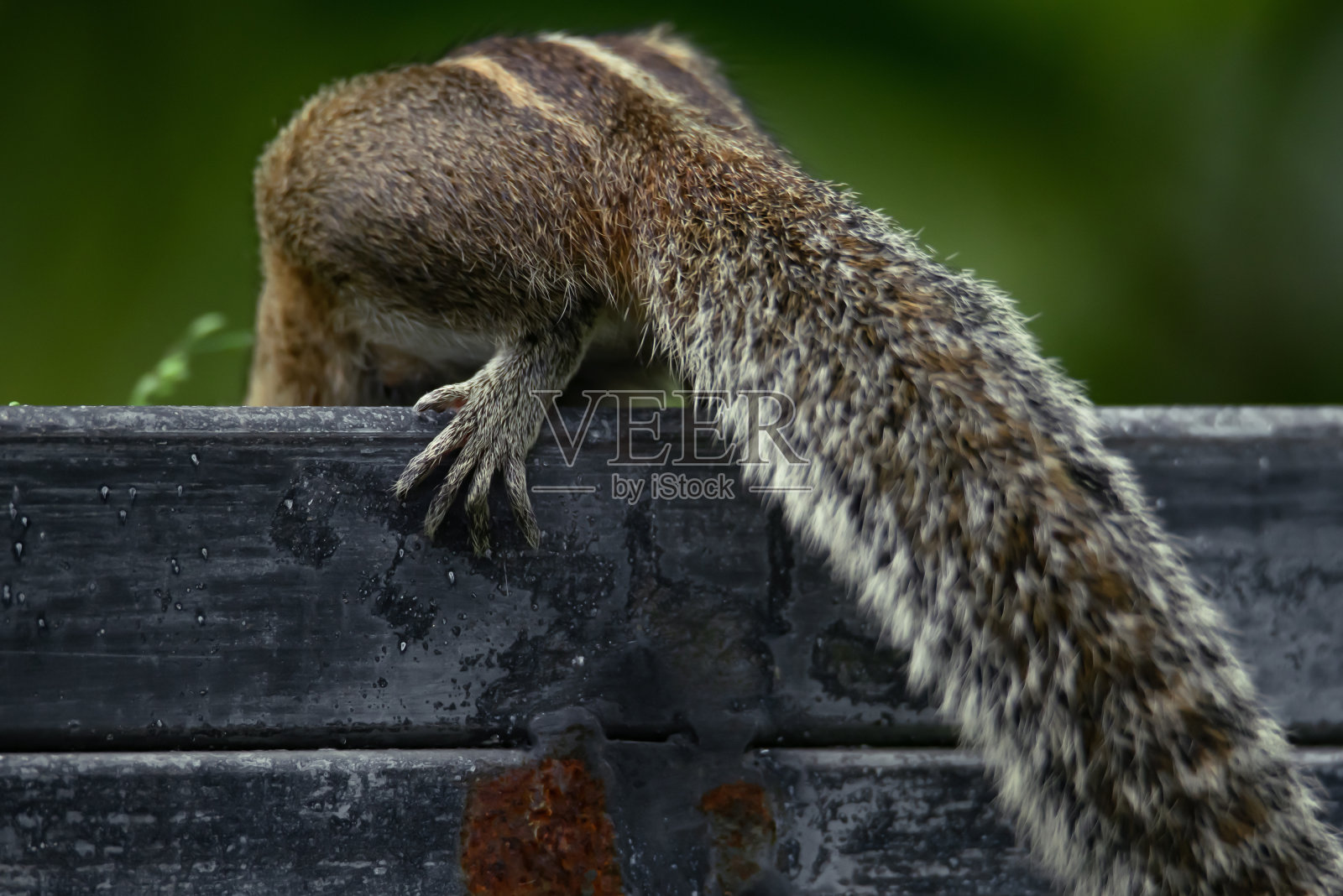 松鼠找到了食物，爬上她身后的栅栏，一个黑白条纹的背部和尾巴的特写。花园里有毛茸茸的可爱动物，这是斯里兰卡的全景。照片摄影图片