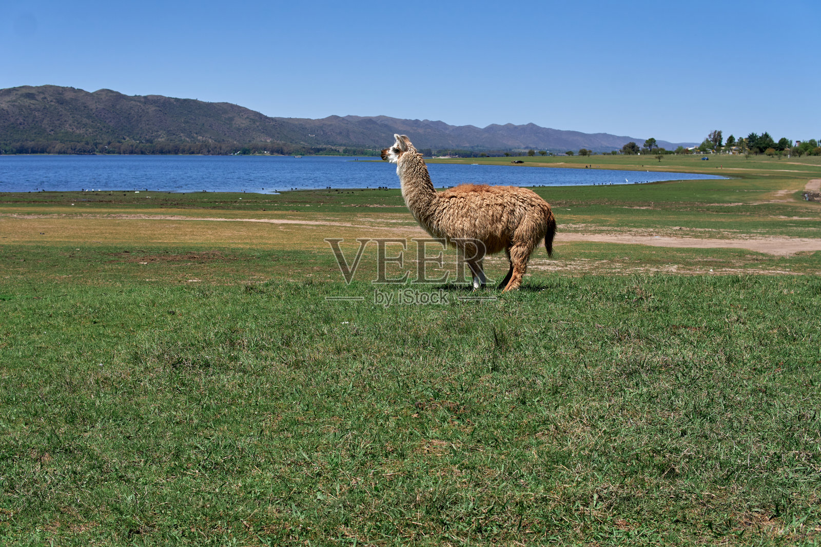 羊驼的侧影孤立地站在草地上，背景是山和湖。阿根廷科尔多瓦的自然景观照片摄影图片