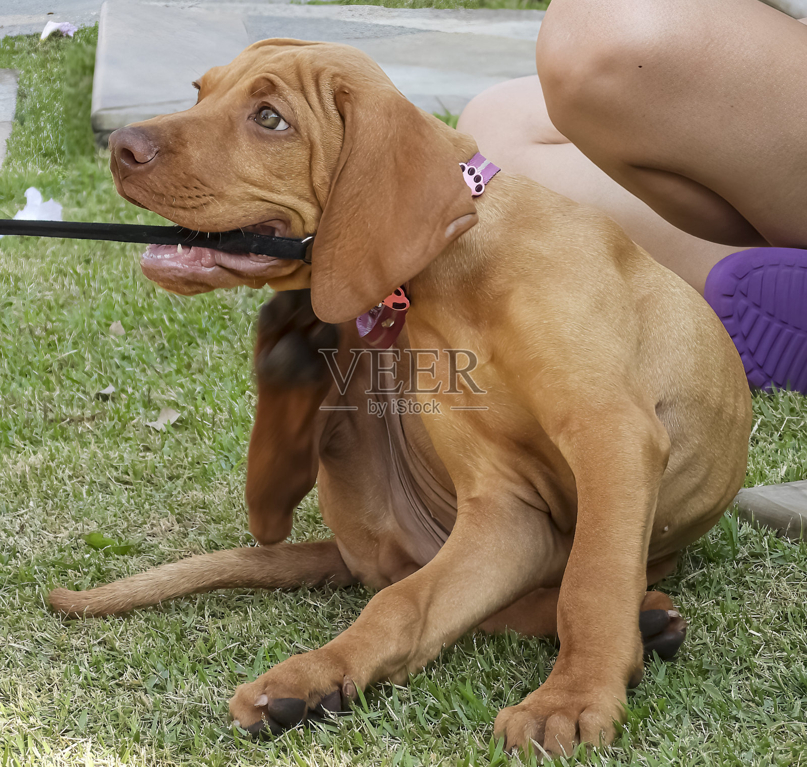 Vizla狗小狗照片摄影图片