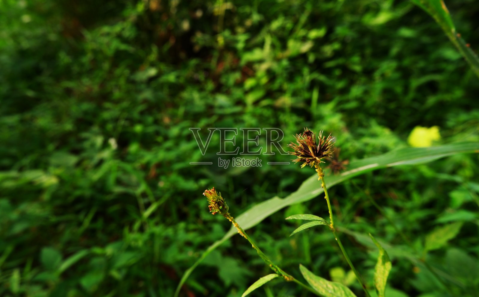 枯萎的野花照片摄影图片