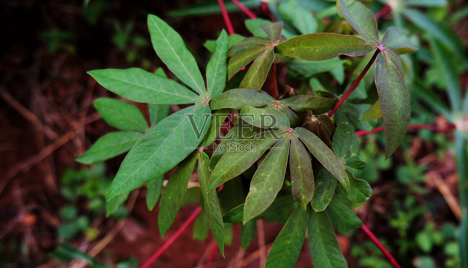 木薯叶在印尼是一种很受欢迎的蔬菜照片摄影图片