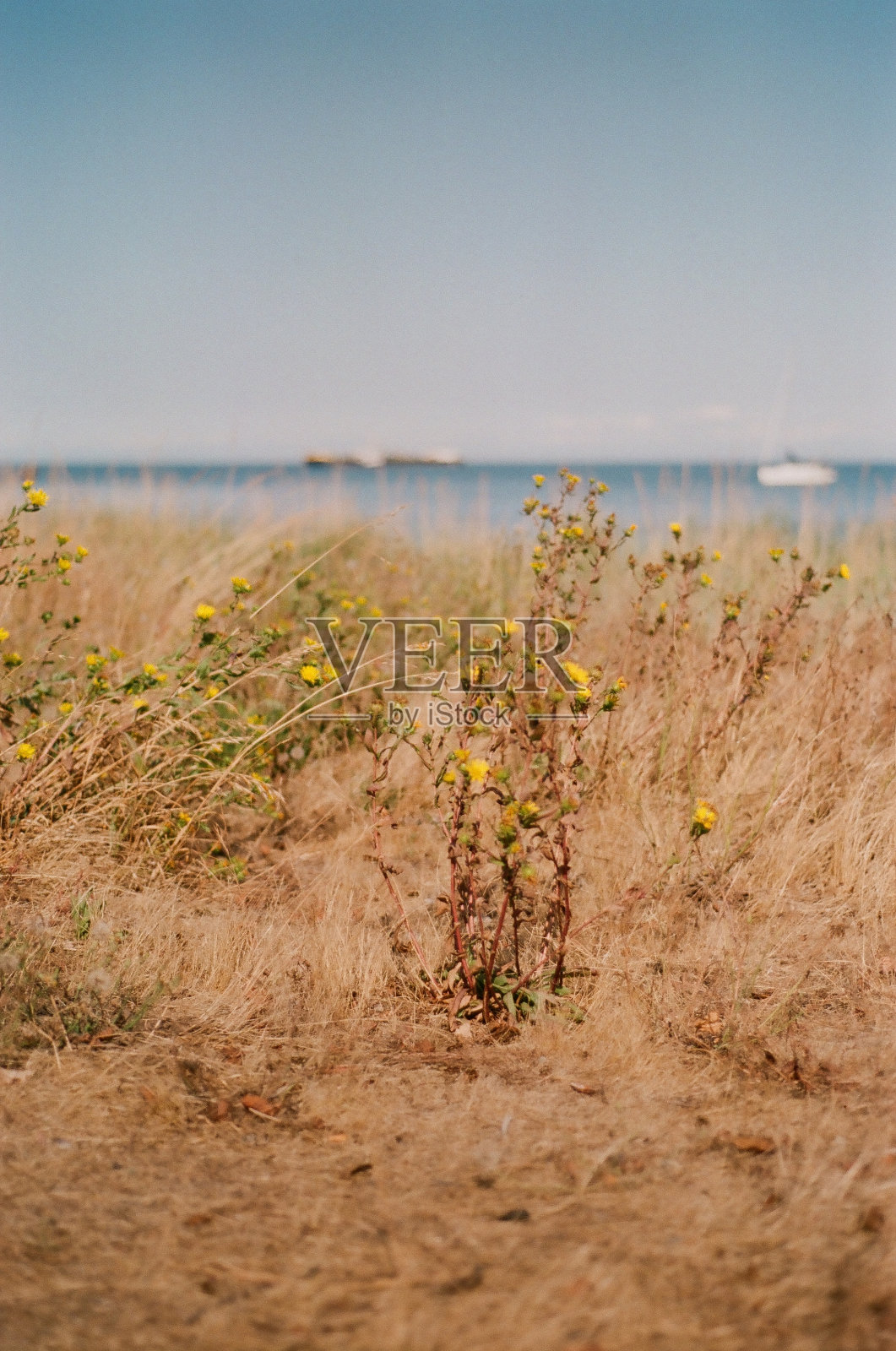 金色的树叶照片摄影图片
