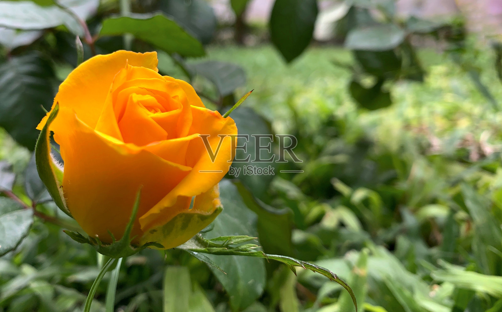 黄玫瑰照片摄影图片