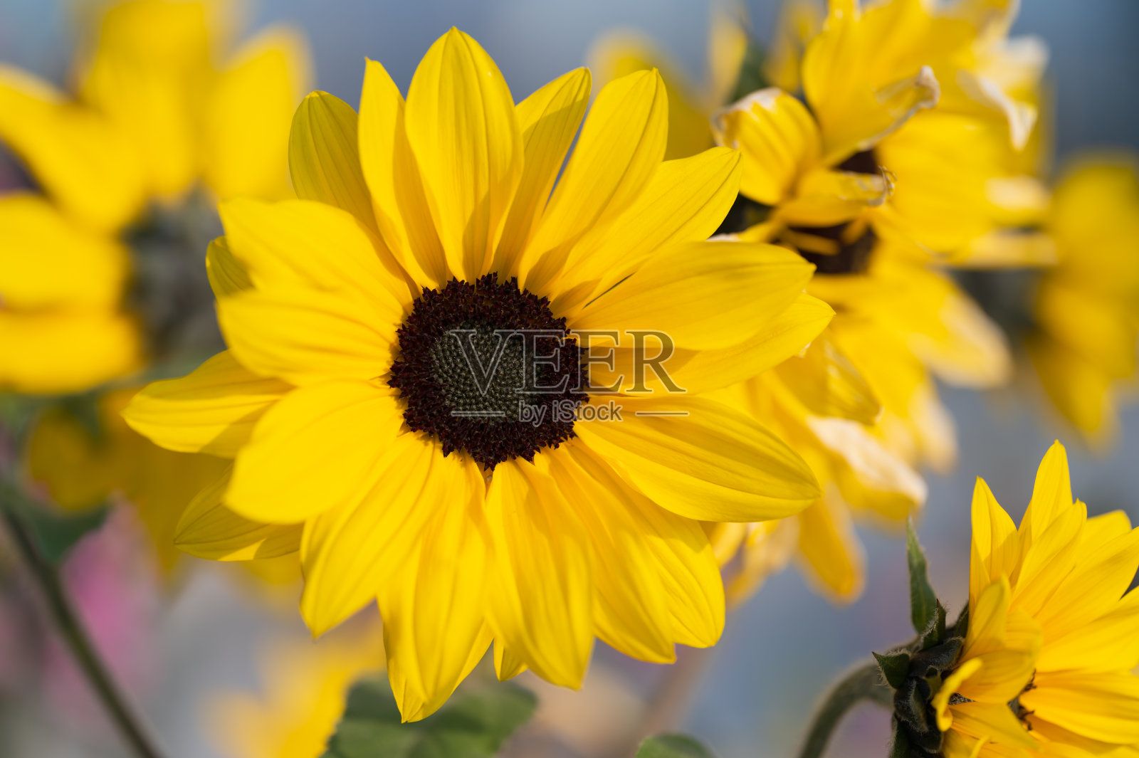 向日葵的特写照片摄影图片