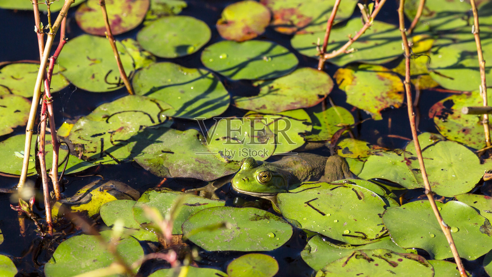 池塘里青蛙的肖像照片摄影图片