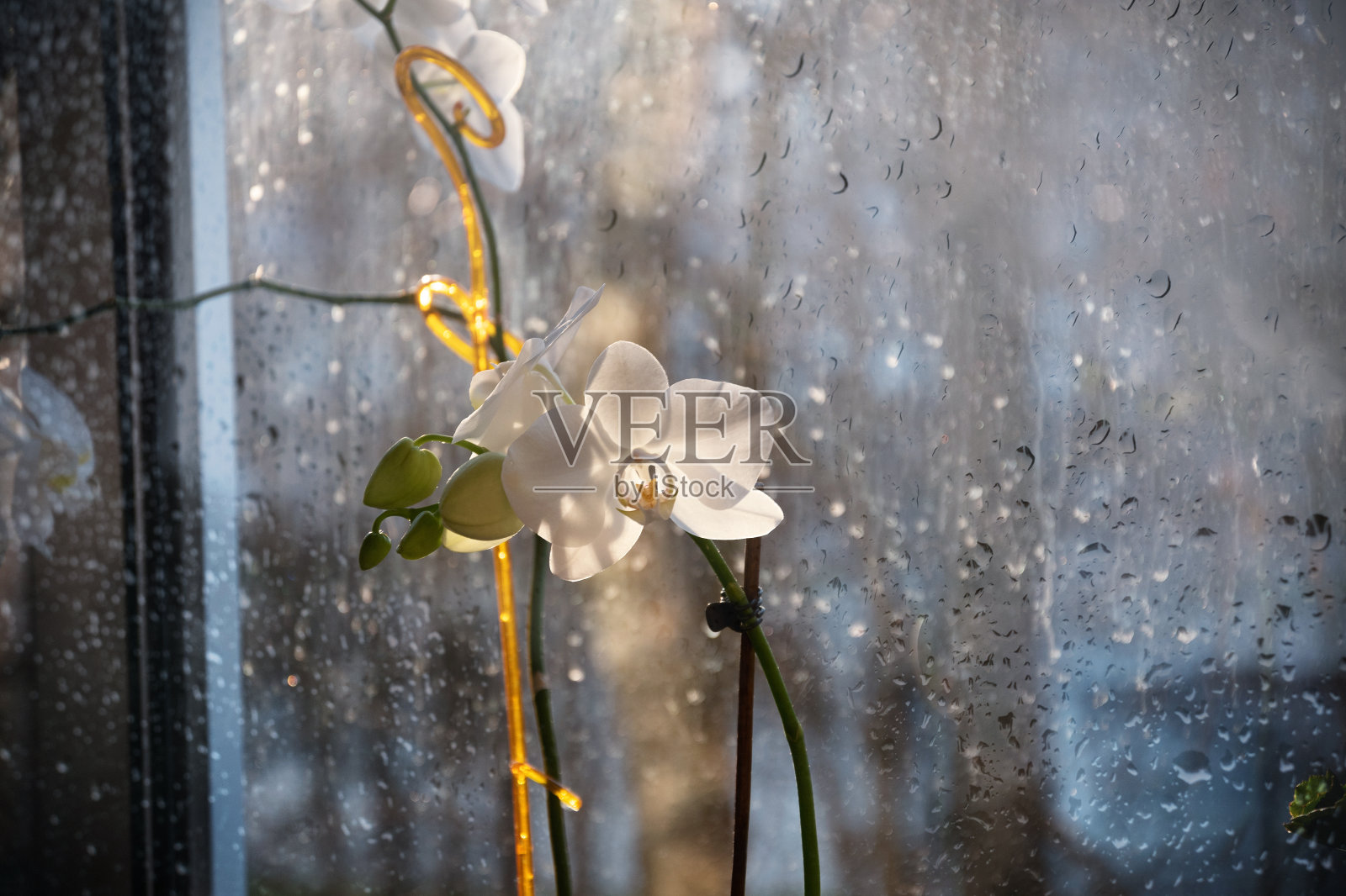 白色兰花在雨天开花照片摄影图片