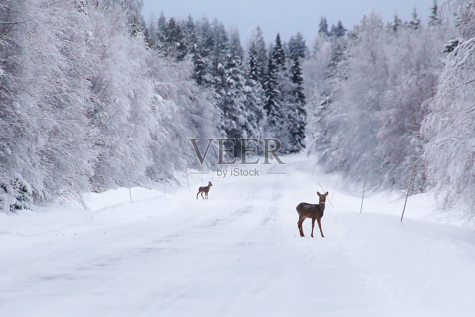 两只狍(Capreolus Capreolus)在冬天下雪的路上照片摄影图片