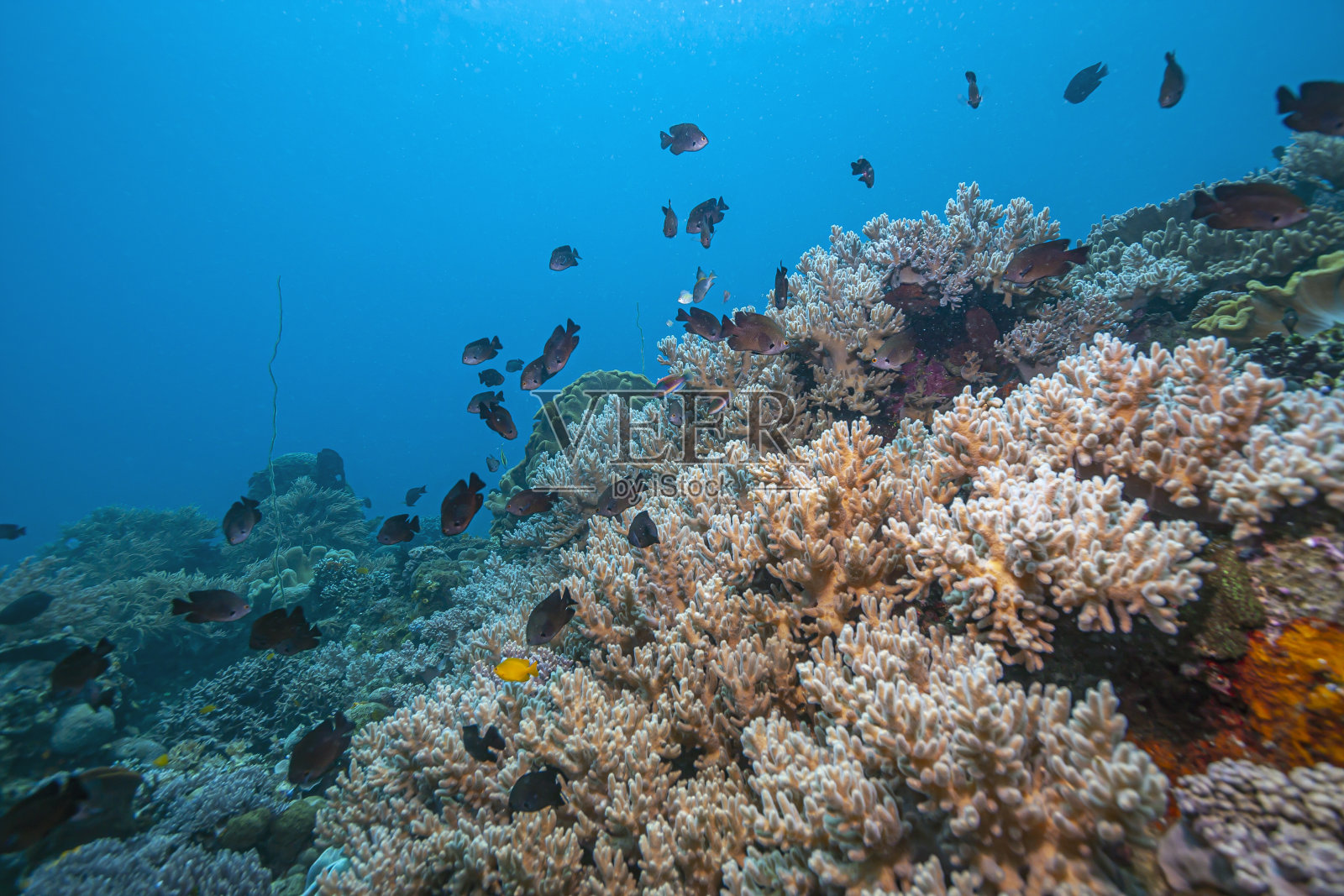加勒比珊瑚花园，北苏拉威西岛照片摄影图片