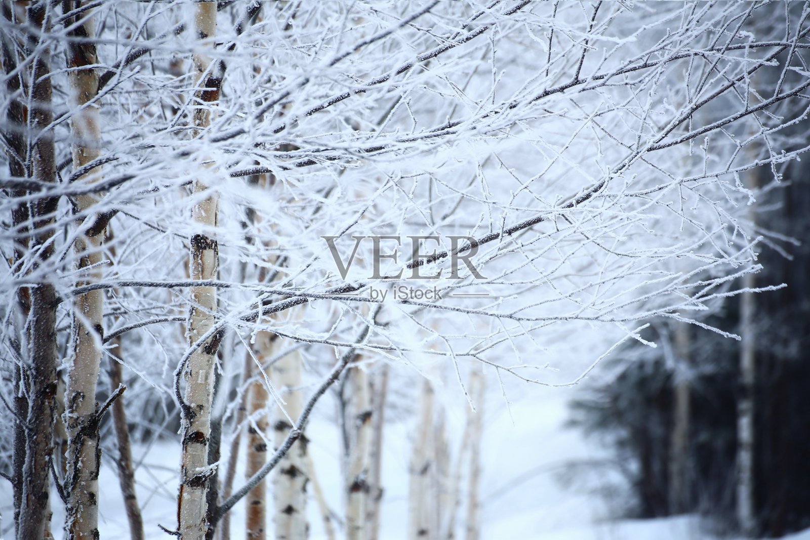 冬天的一排排结霜的桦树照片摄影图片