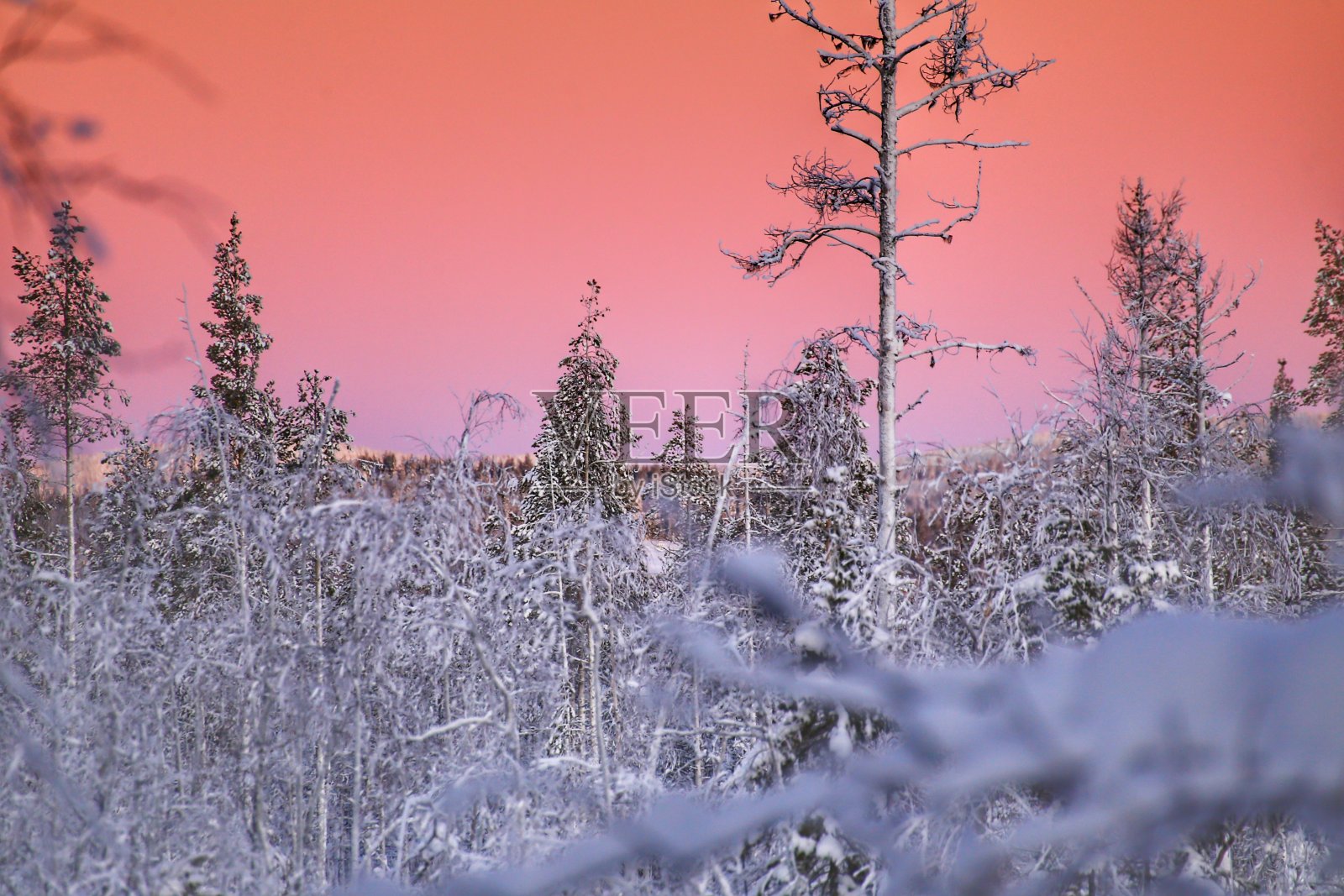 粉红色的天空和美丽的光在冬季森林景观照片摄影图片