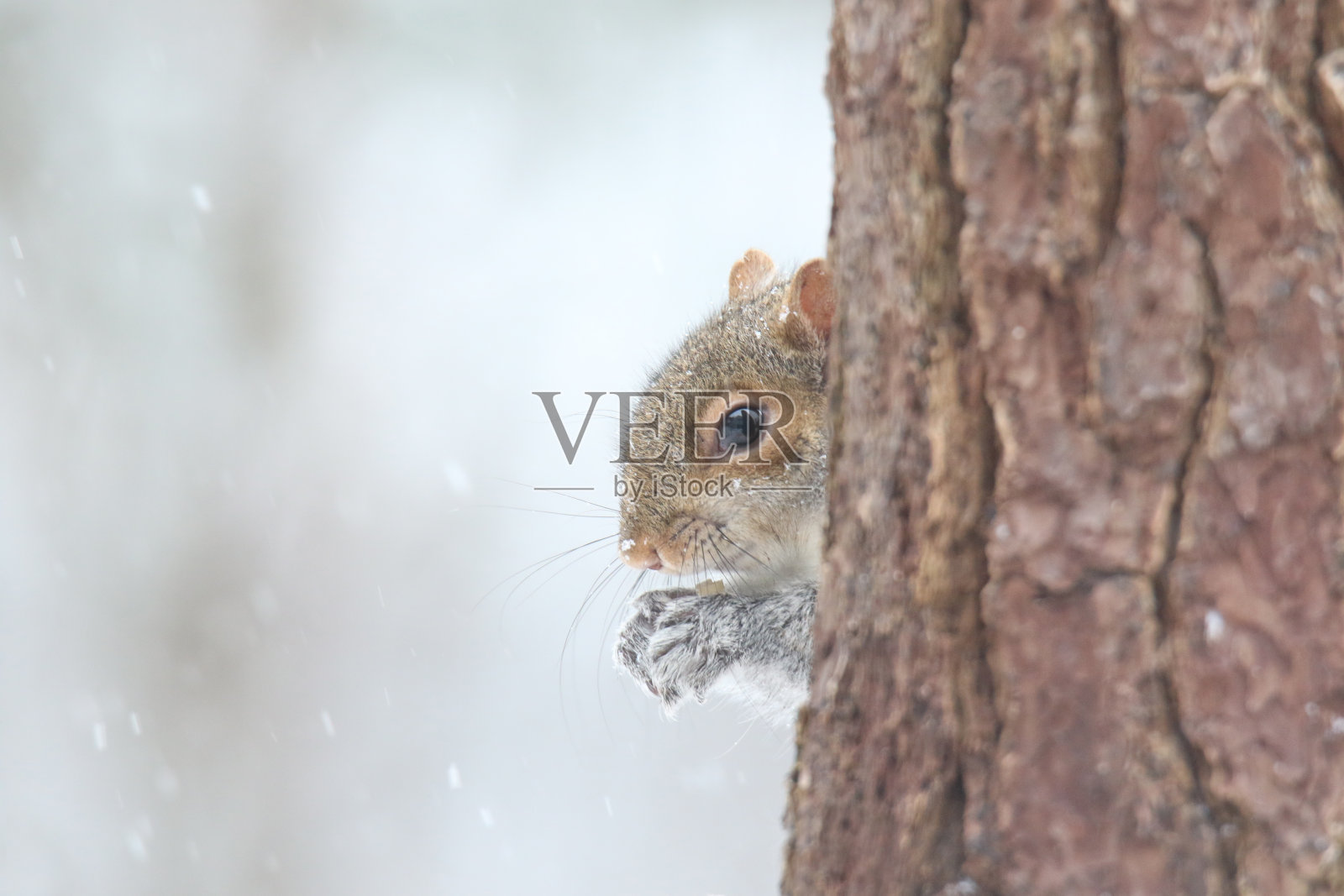 灰松鼠冬天躲在树后吃东西照片摄影图片
