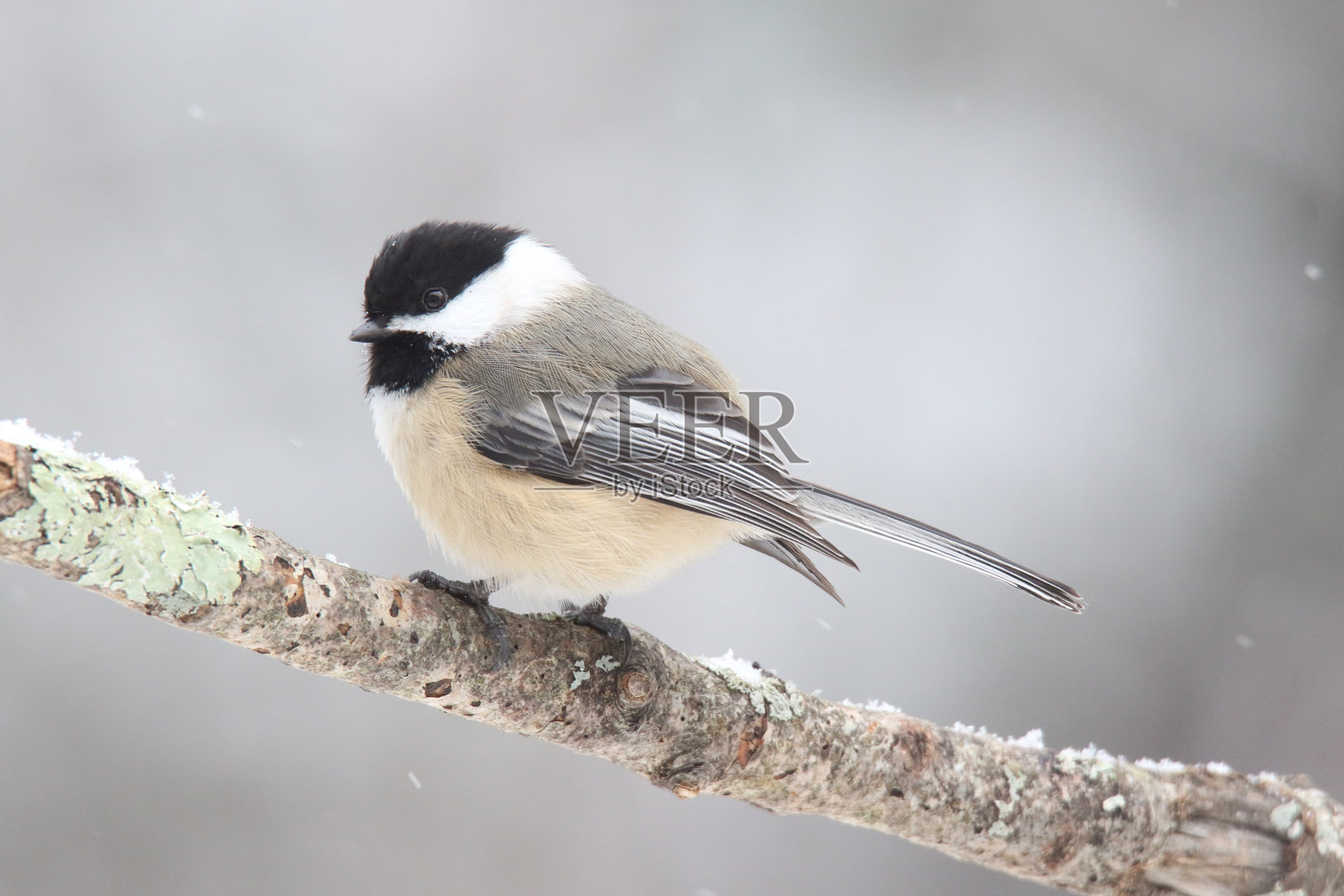 冬天栖息在树枝上的黑顶山雀照片摄影图片