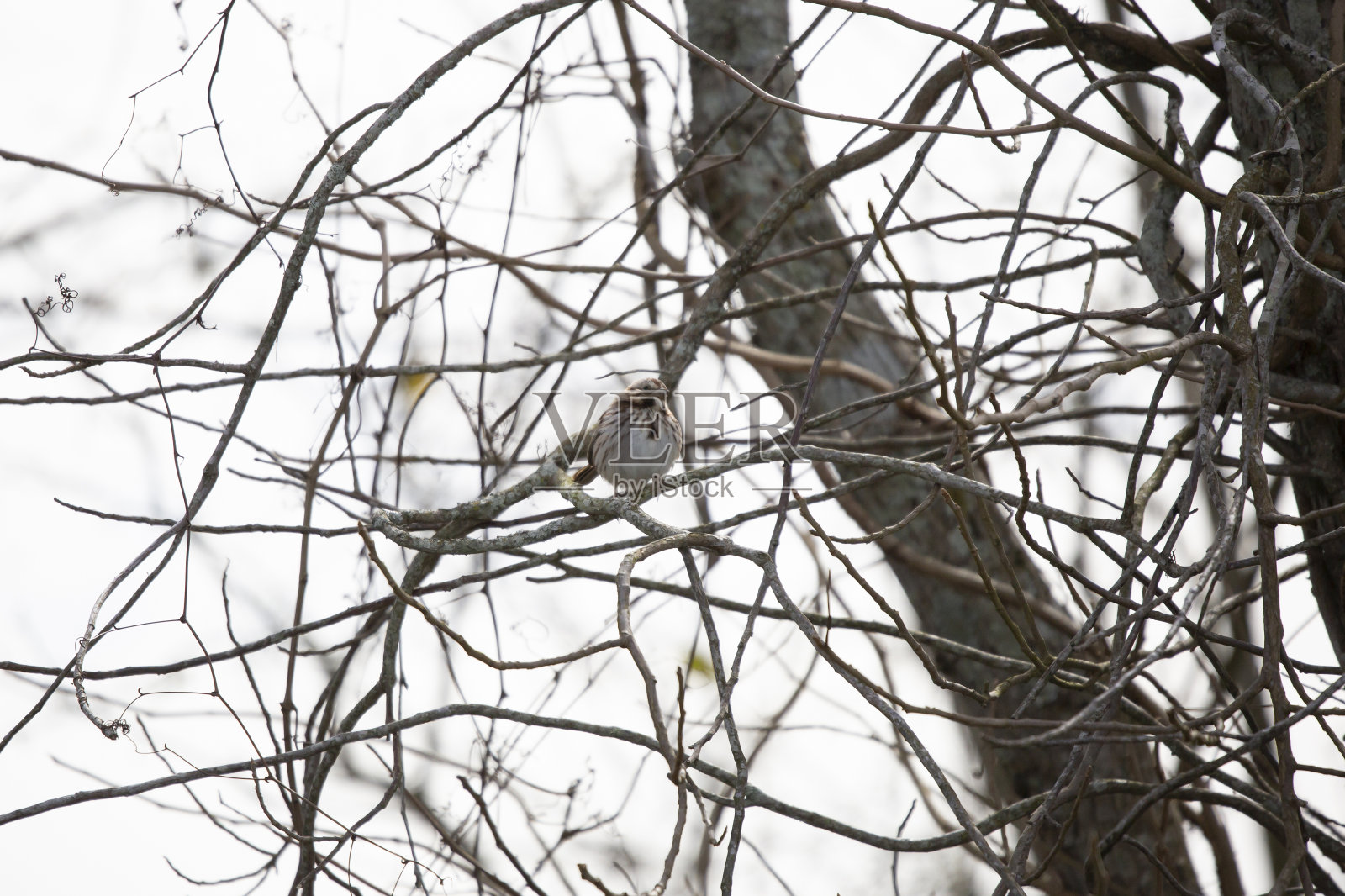 树上好奇的歌雀照片摄影图片
