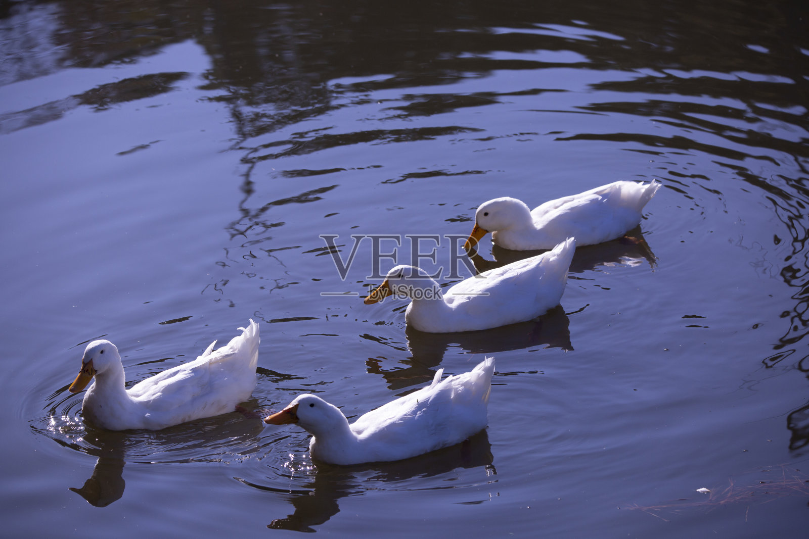 四只雪雁在游泳照片摄影图片