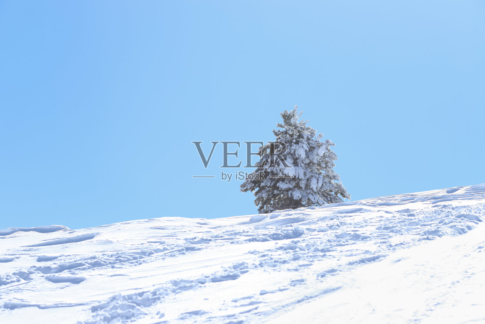 在一个美丽的冬日，一棵松树孤零零地躺在雪地里照片摄影图片